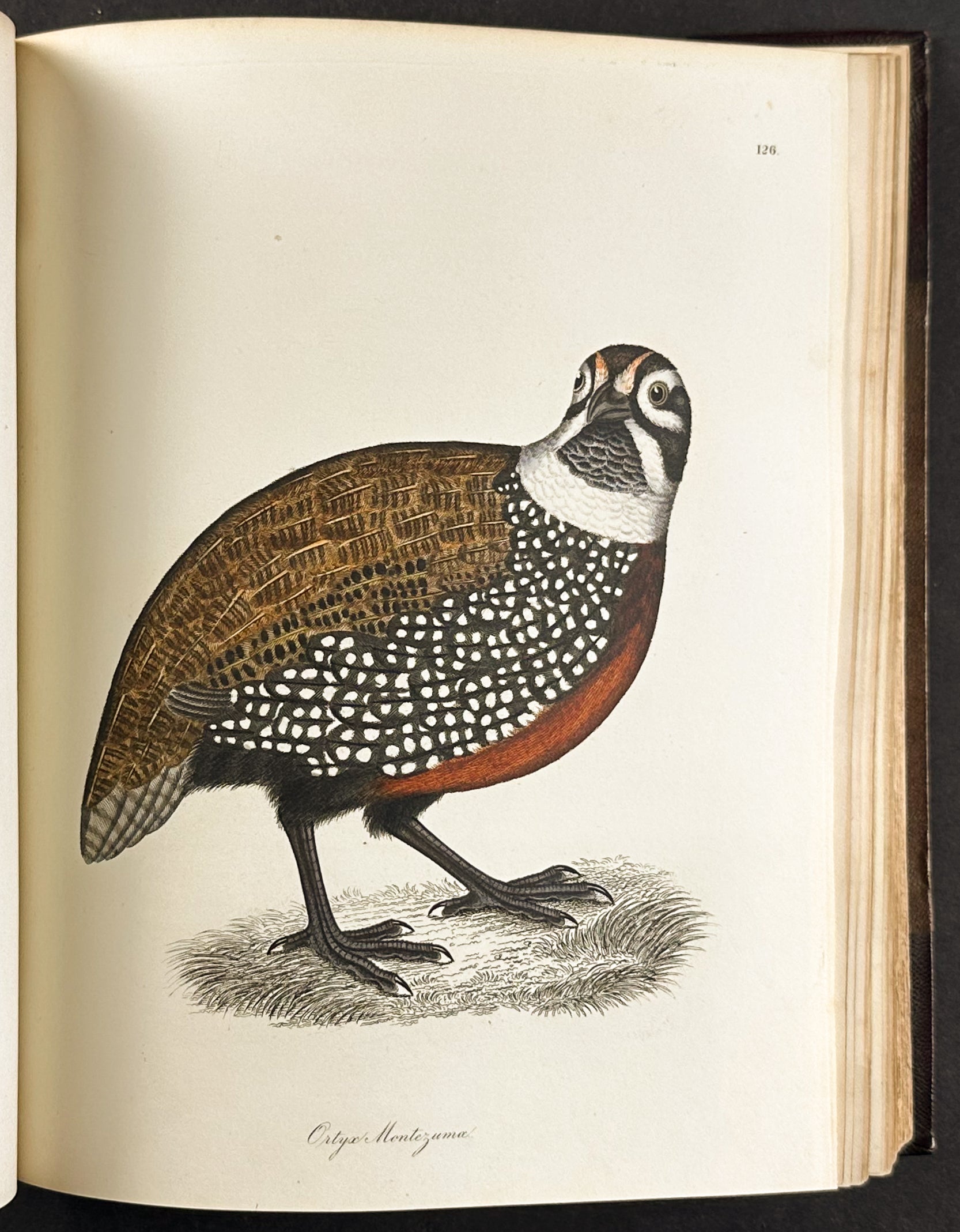 Natural History of Birds