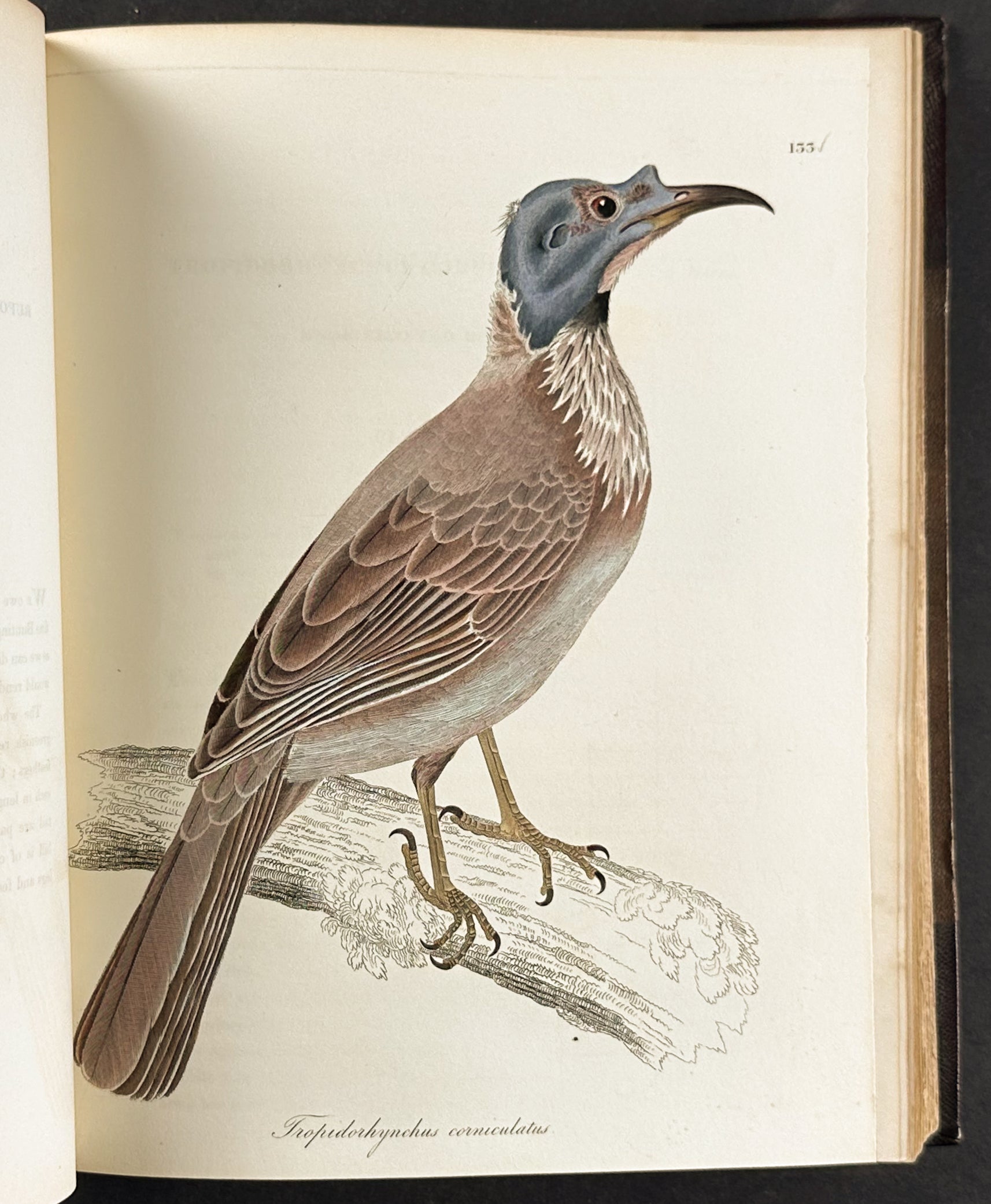 Natural History of Birds