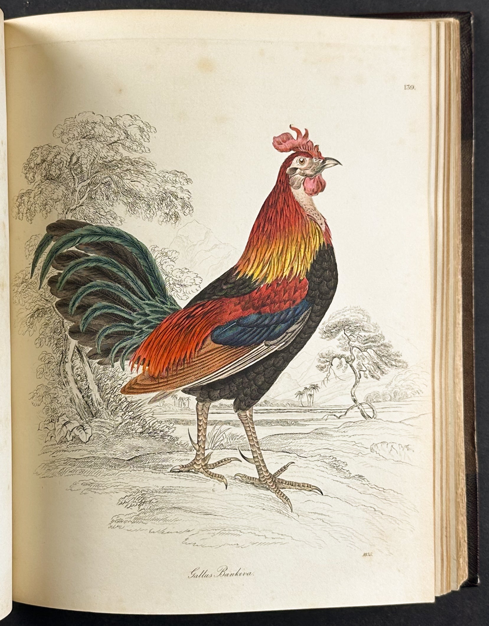 Natural History of Birds