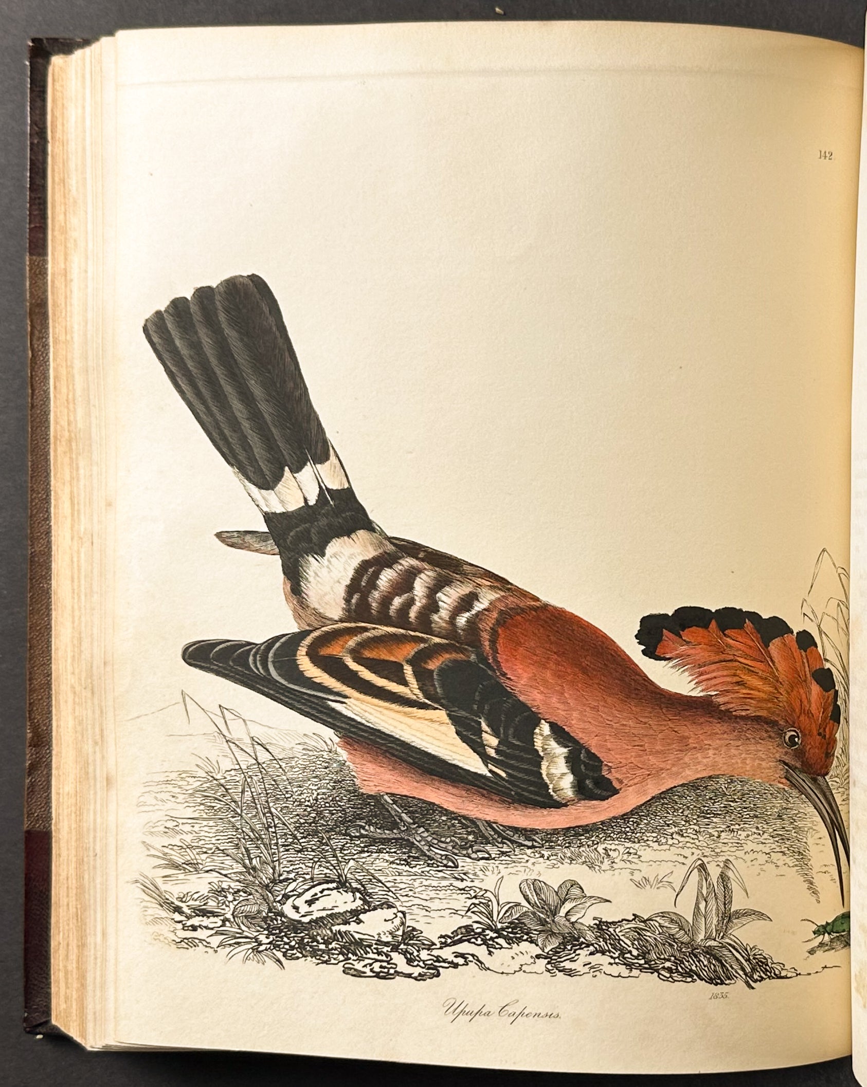 Natural History of Birds