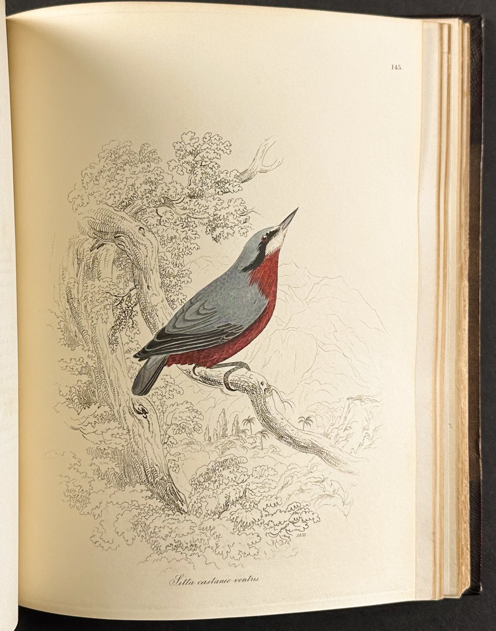Natural History of Birds