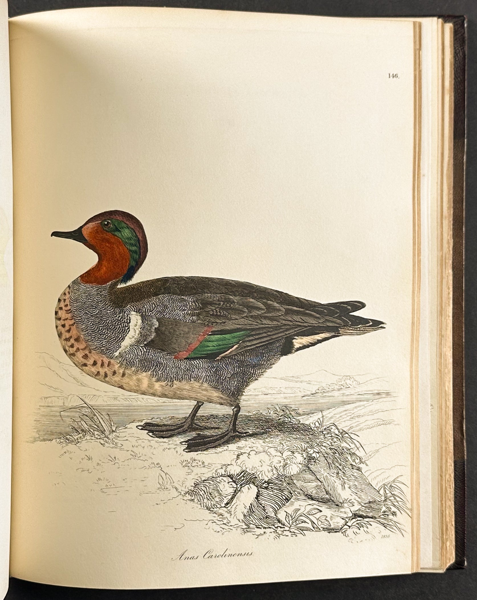Natural History of Birds