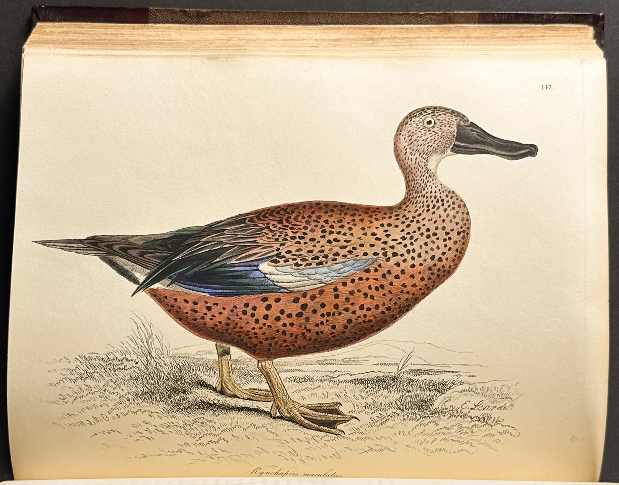 Natural History of Birds