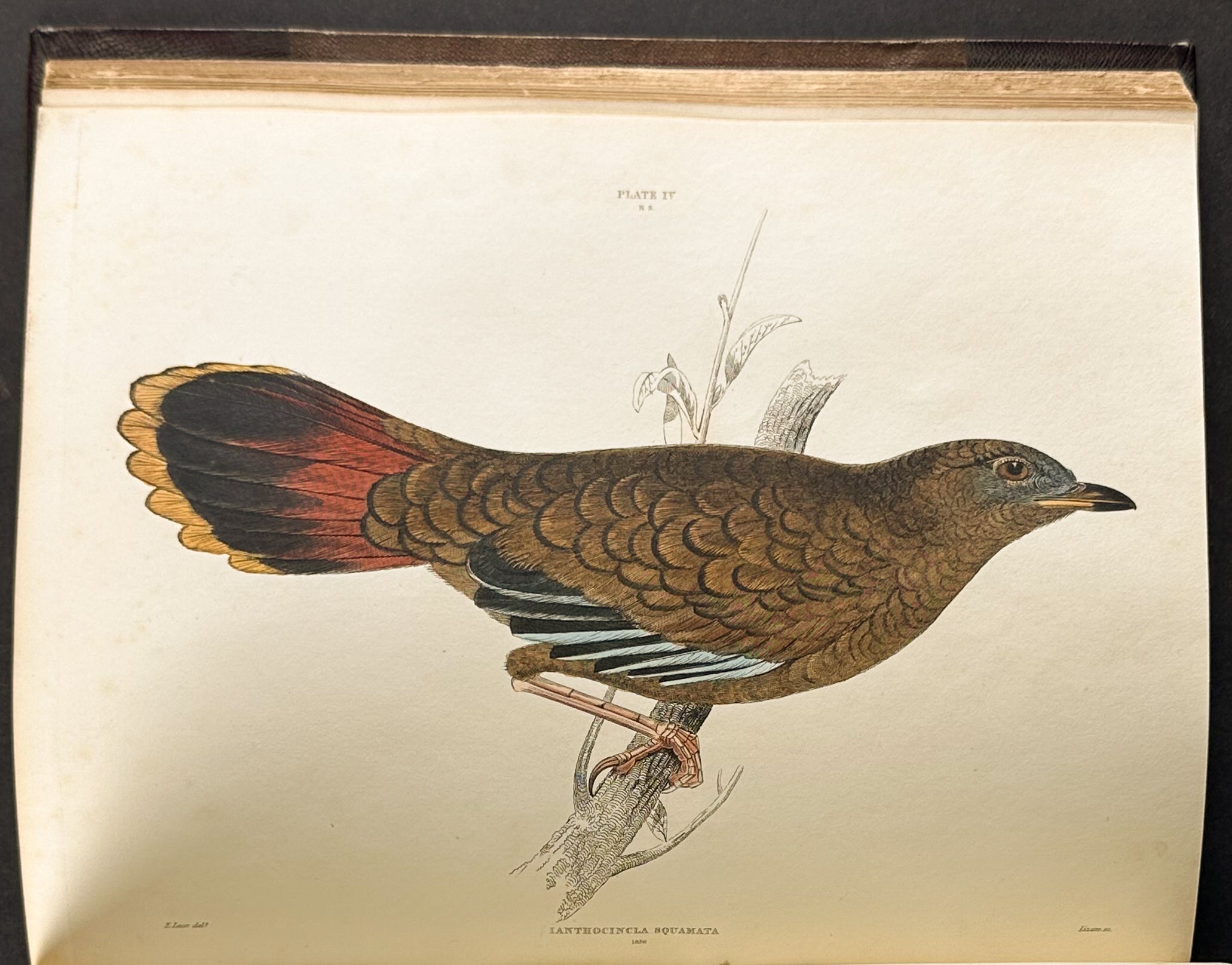 Natural History of Birds