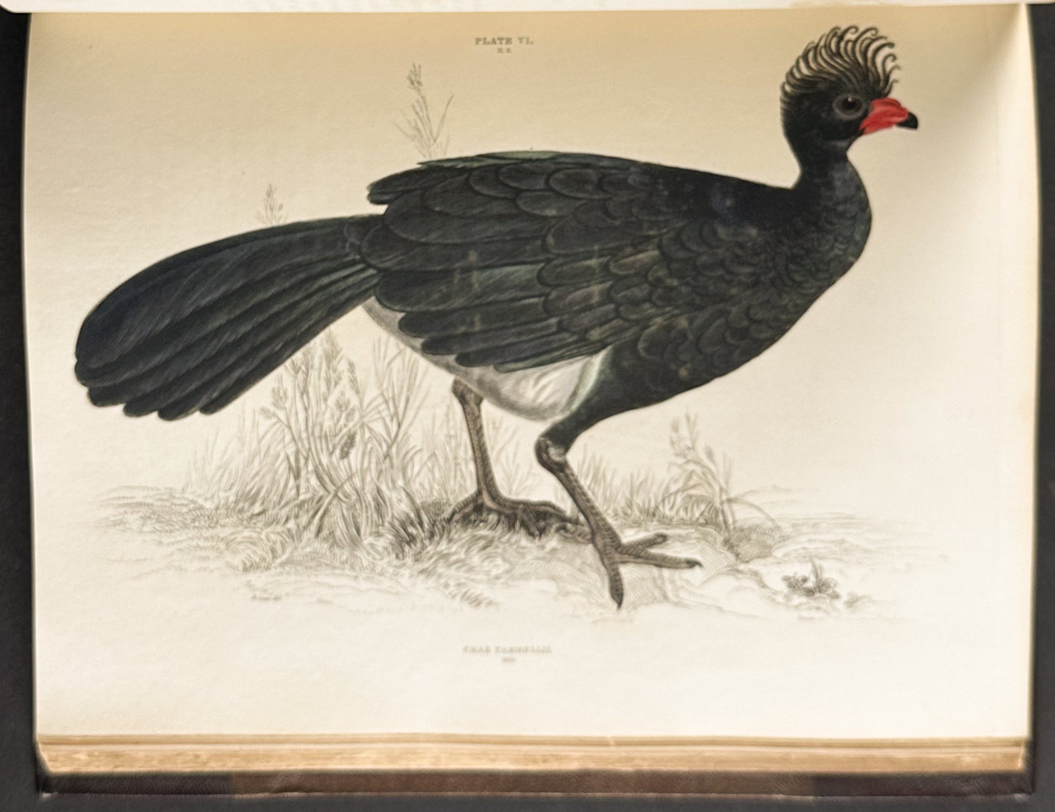 Natural History of Birds
