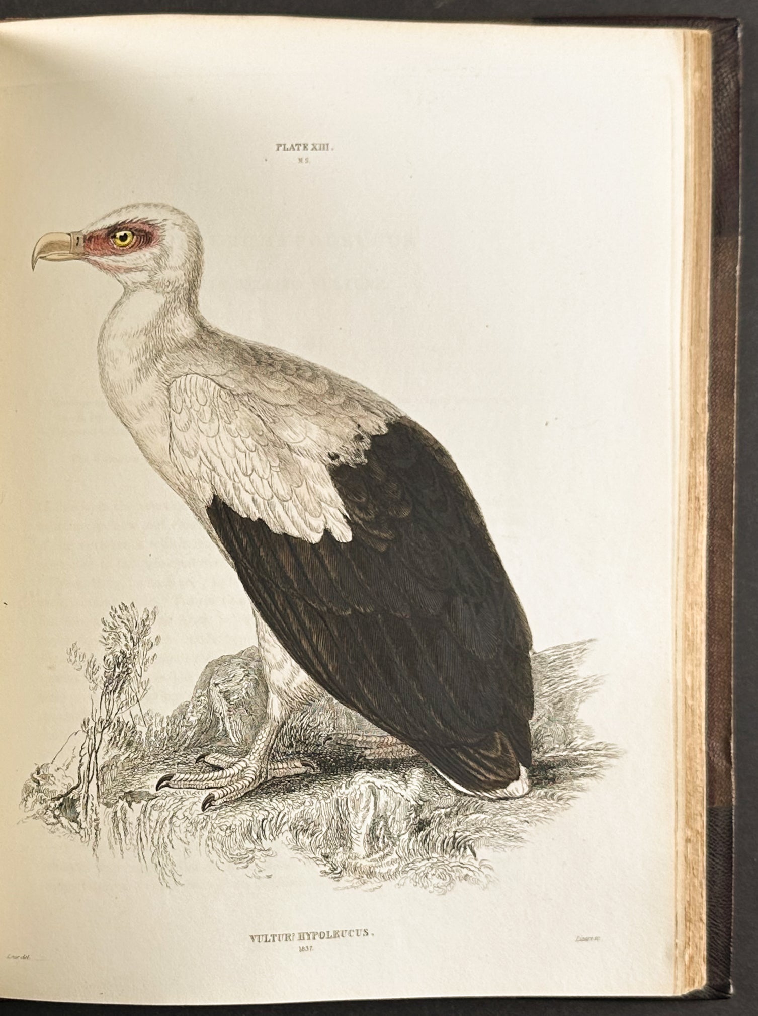 Natural History of Birds