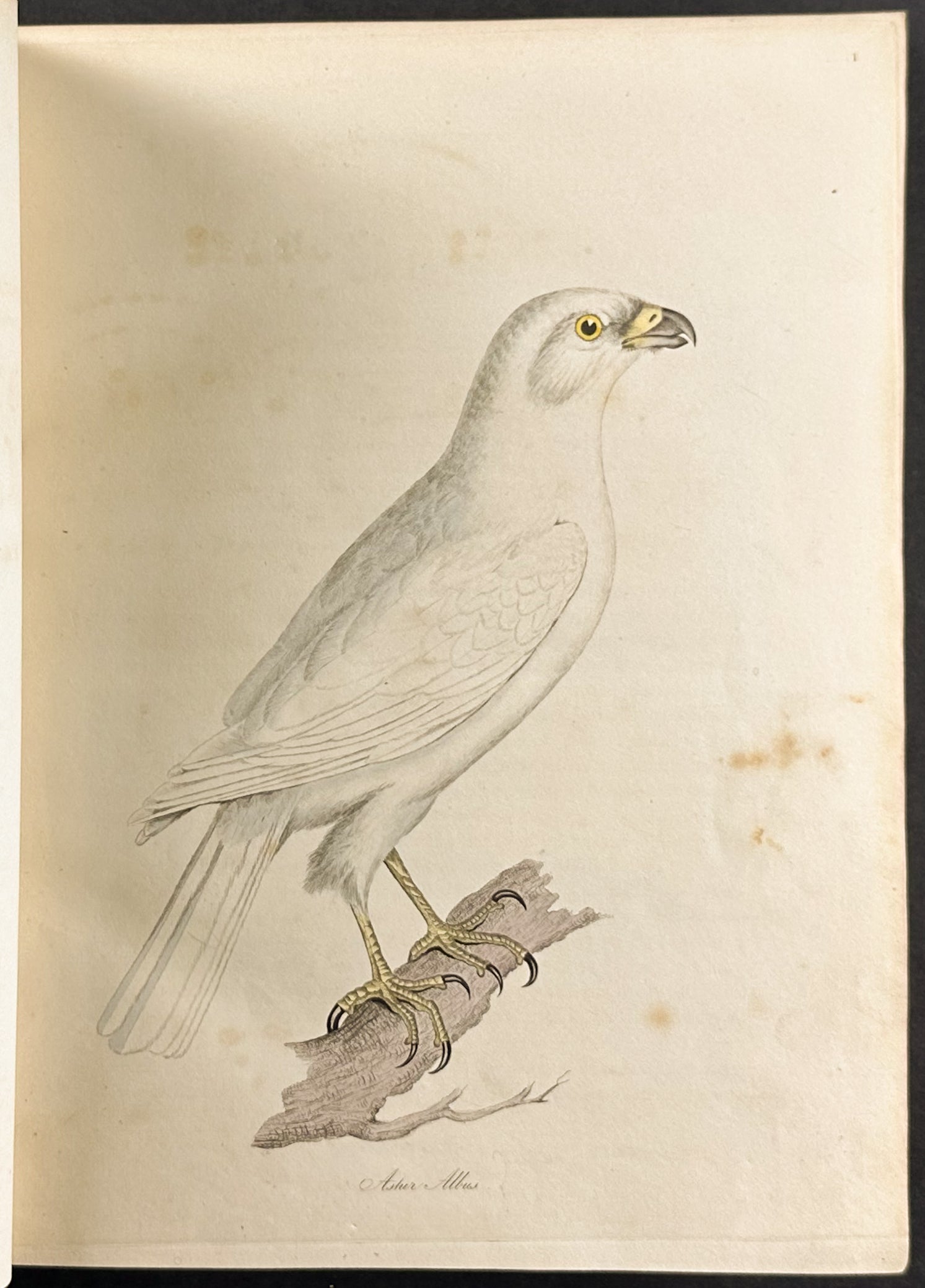 The Natural History of Birds
