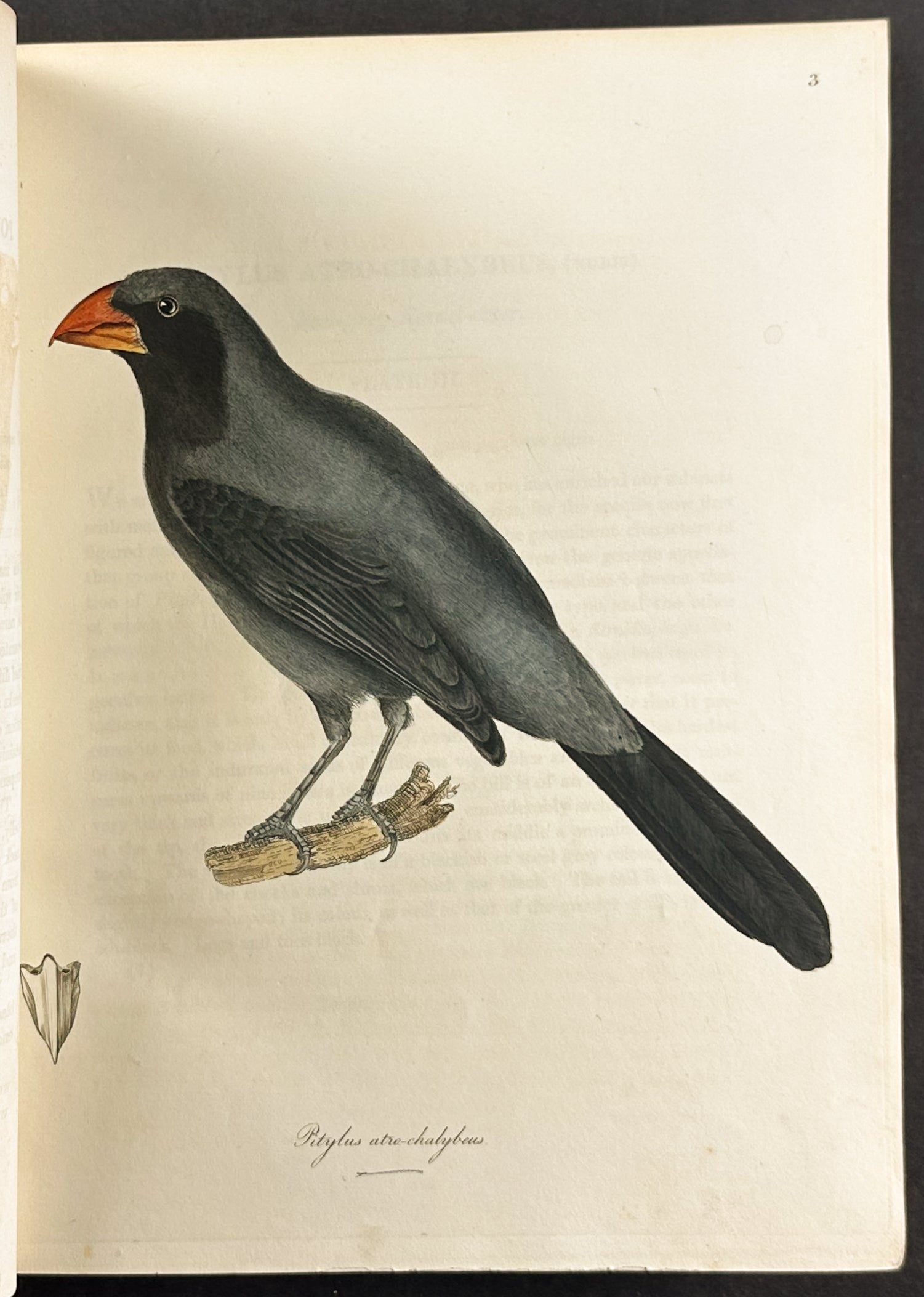 The Natural History of Birds