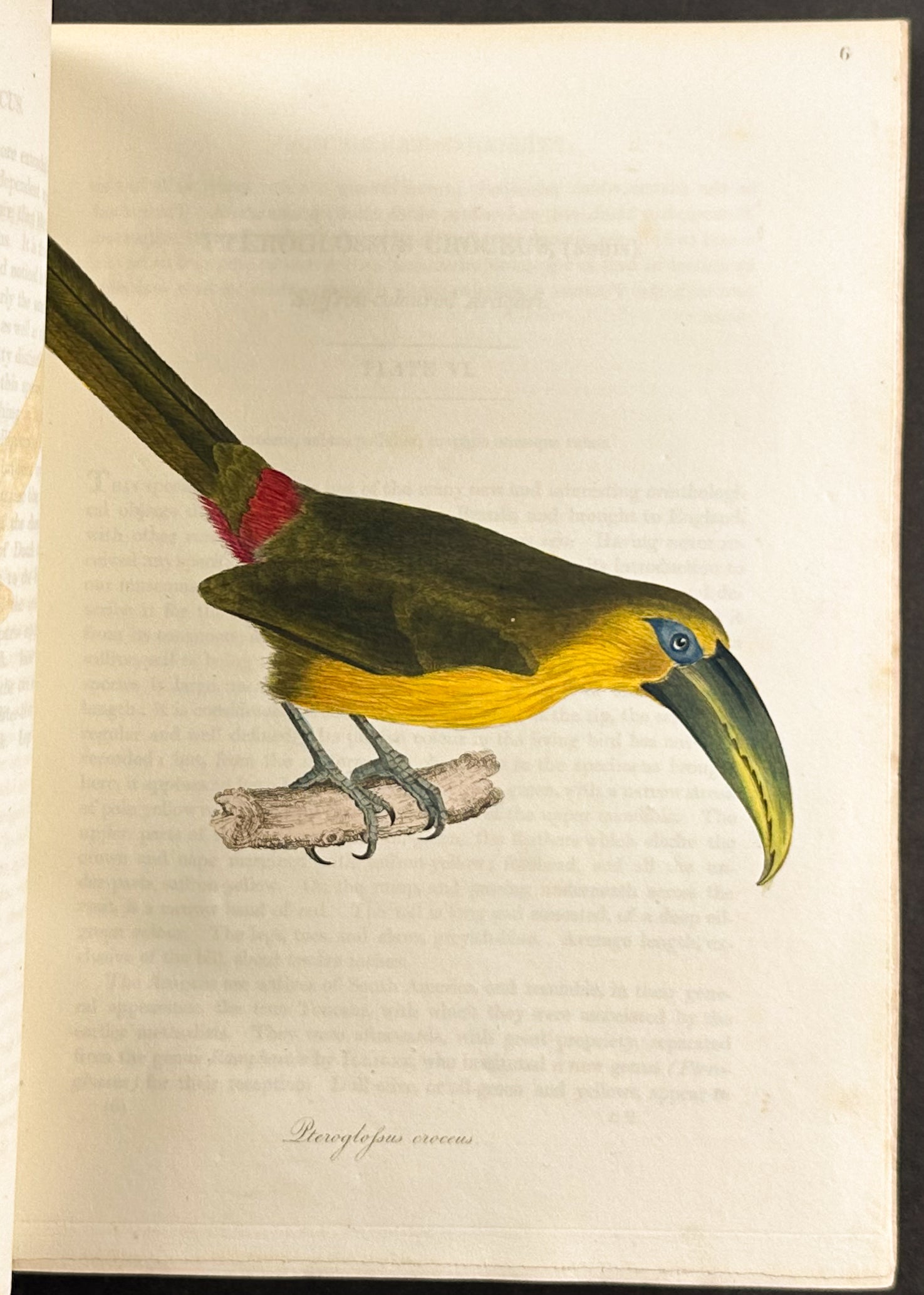 The Natural History of Birds