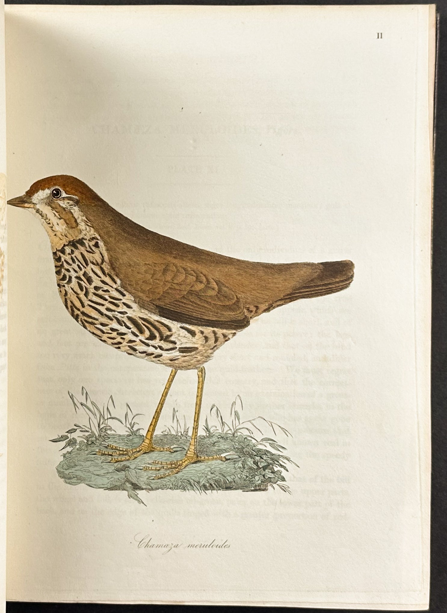 The Natural History of Birds