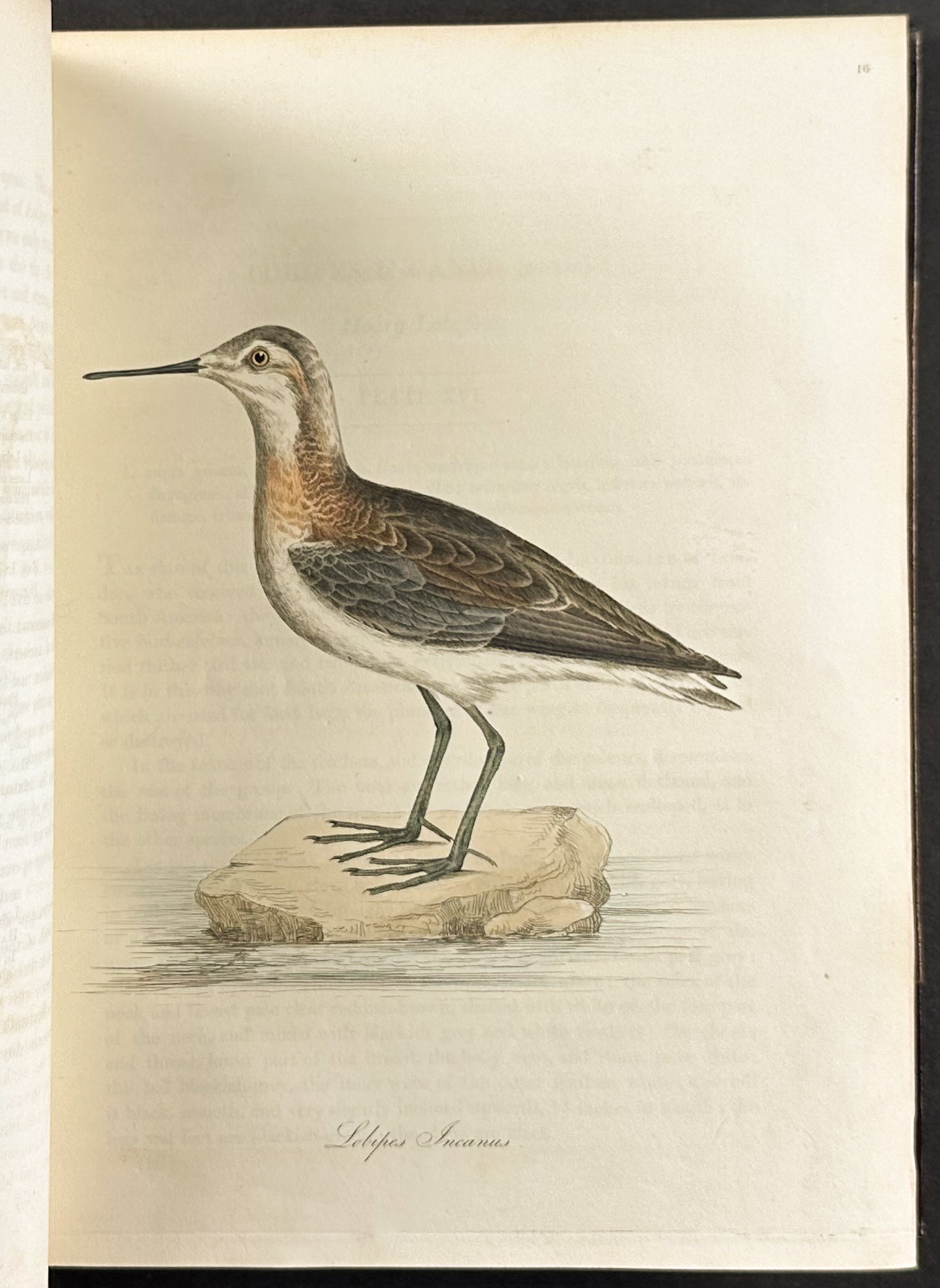 The Natural History of Birds
