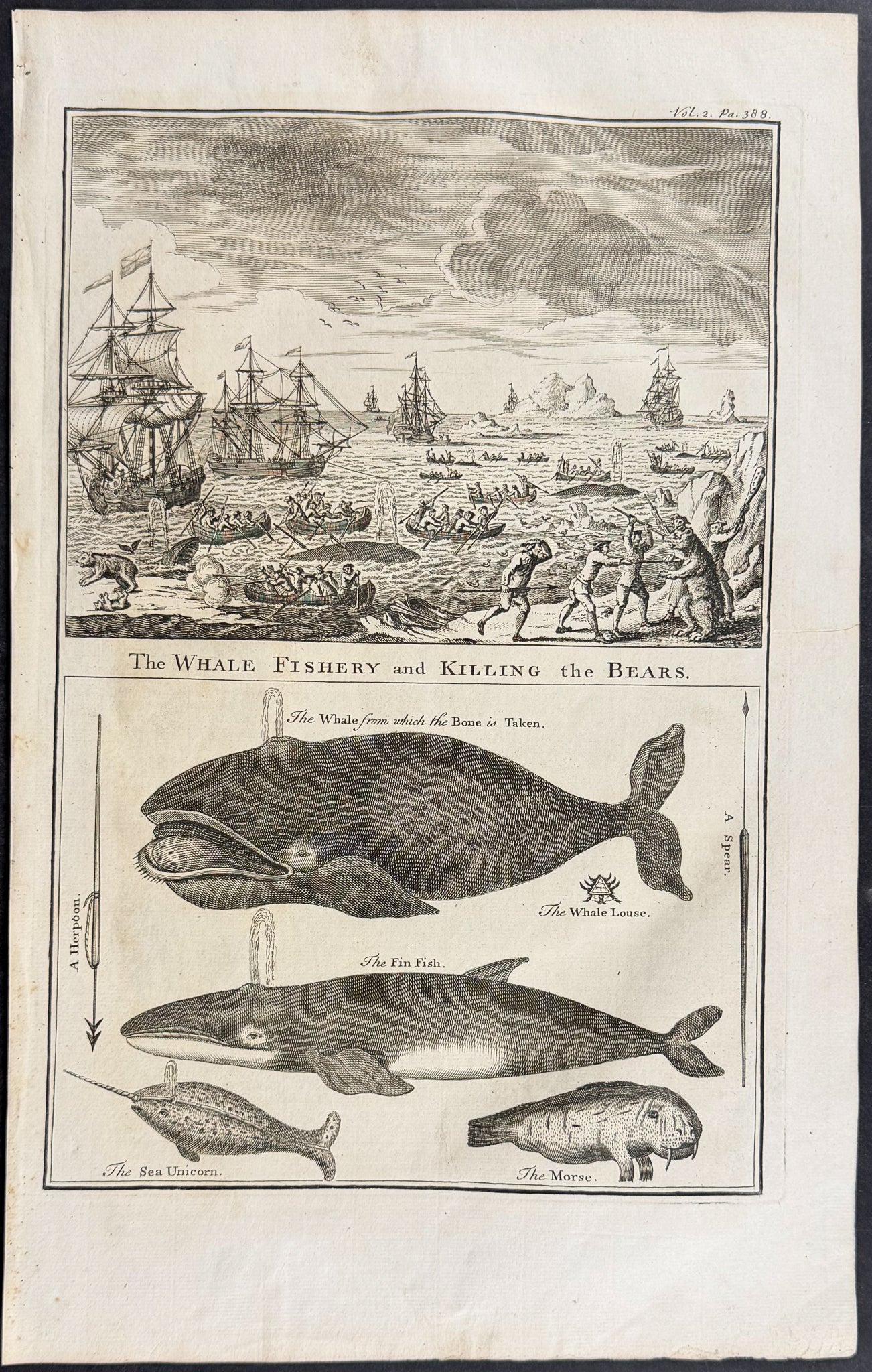 The Whale Fishery and Killing the Bears