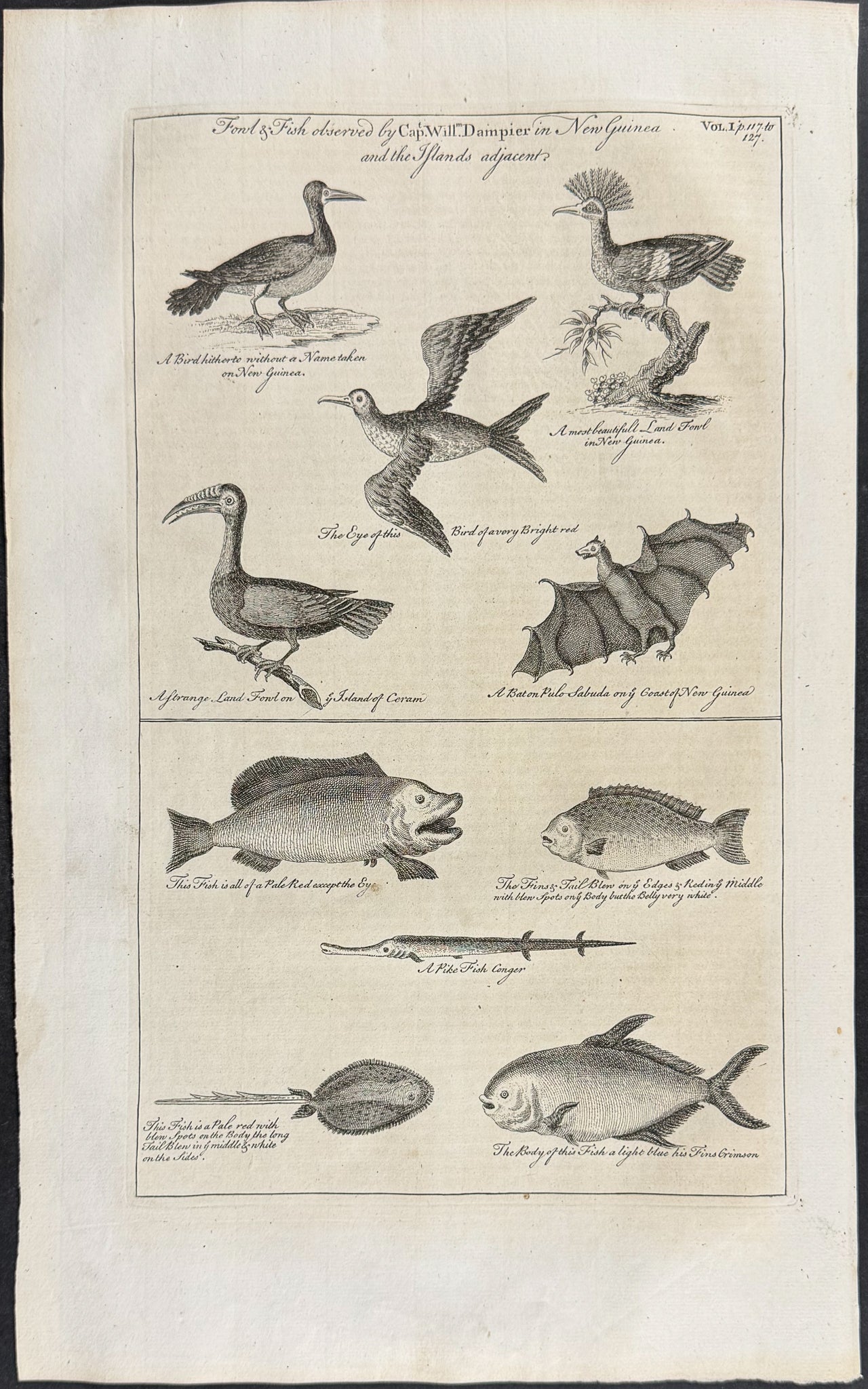 Southeast Asian Fauna