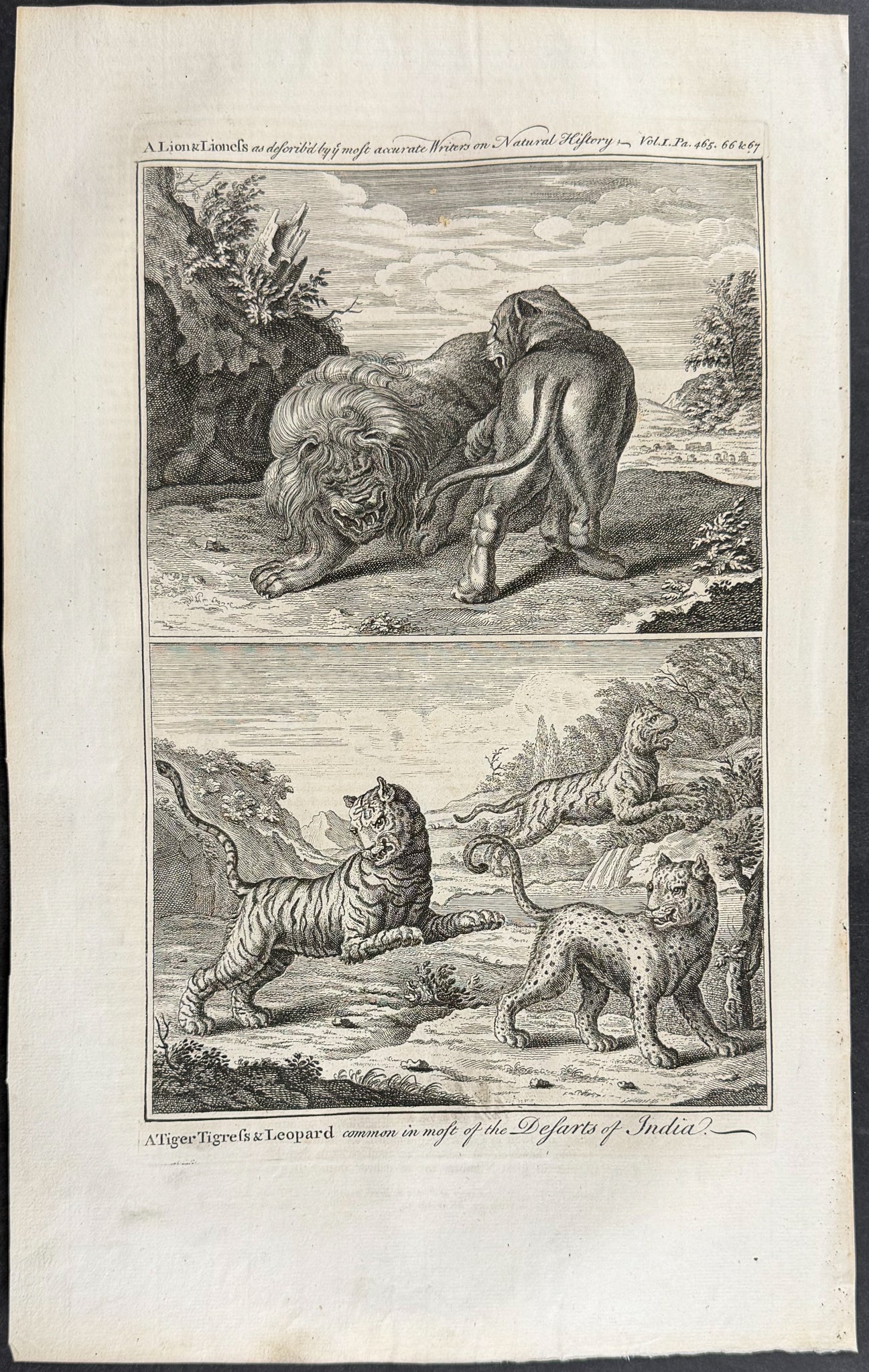 Lions, Tigers and a Leopard