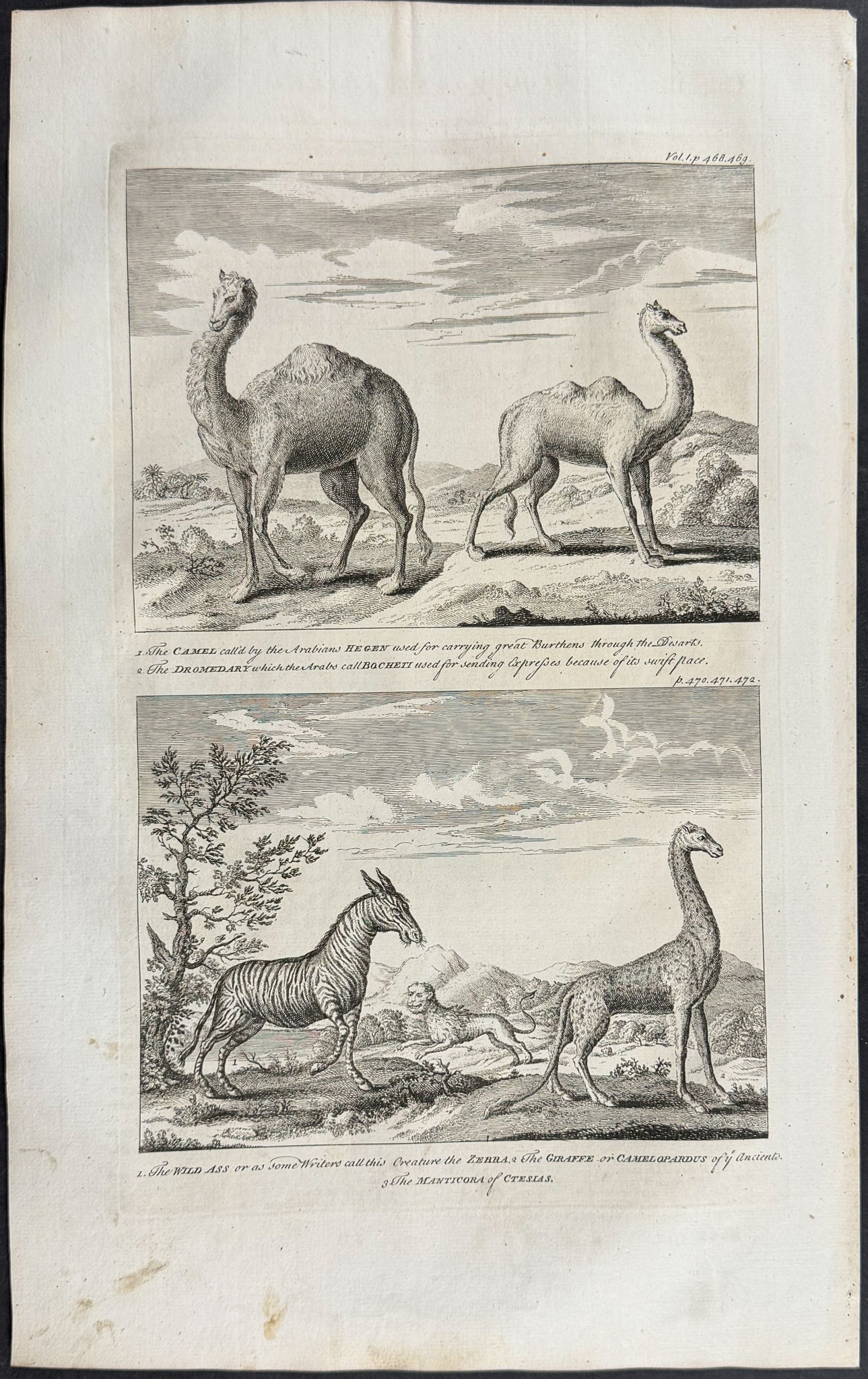 Camels, a Zebra, Giraffe, and the Mythical Manticora