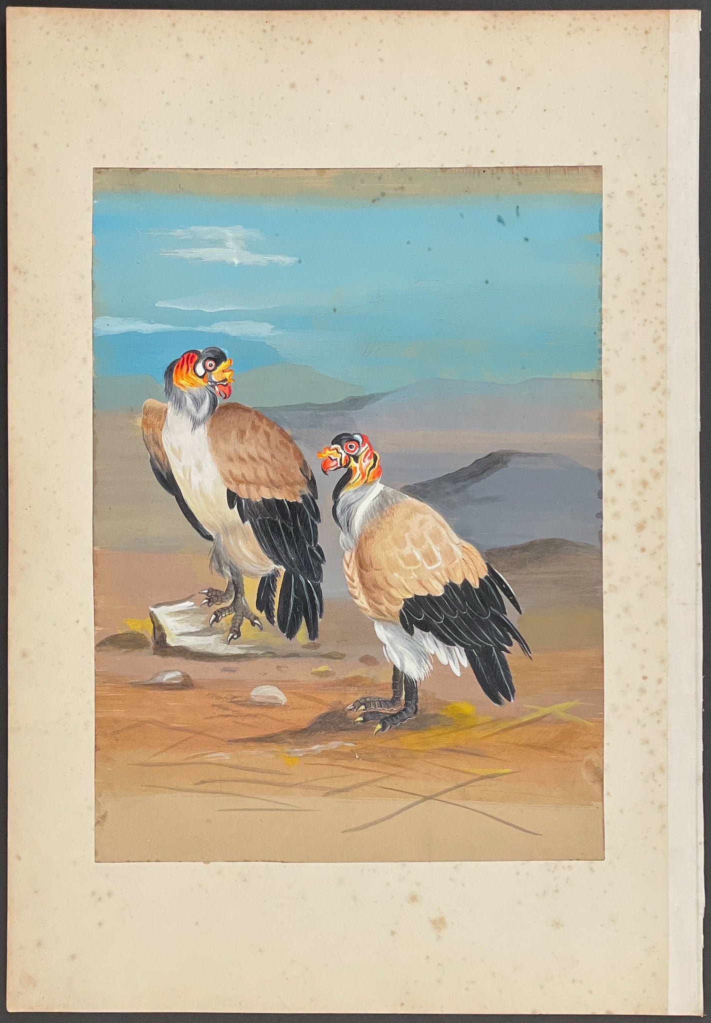King Vulture
