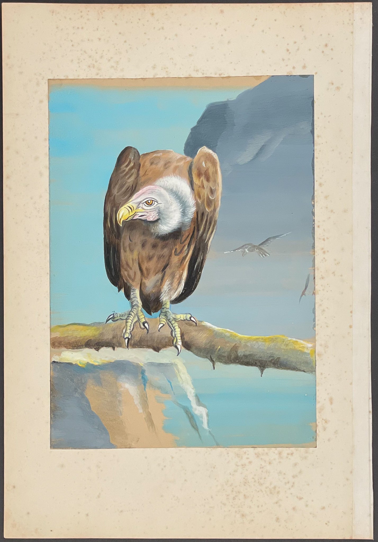 Griffon Vulture