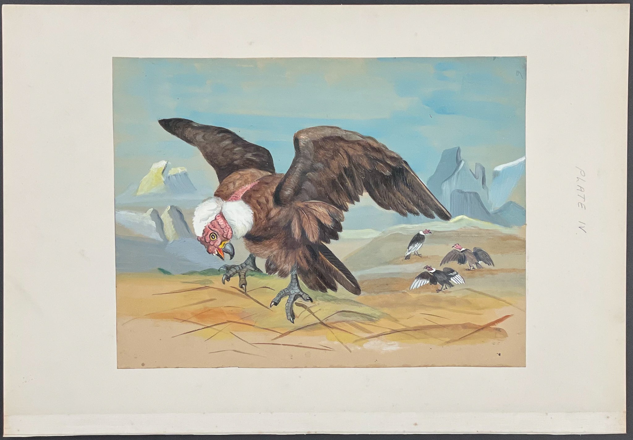 Condor