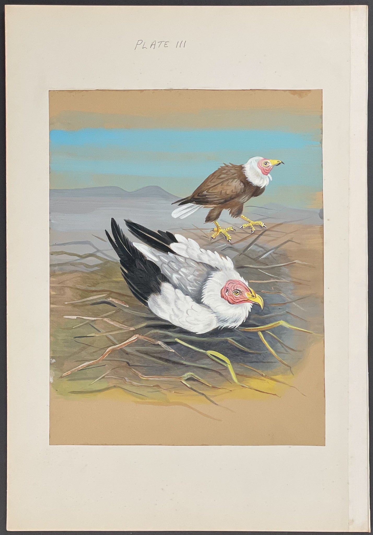 Egyptian Vulture