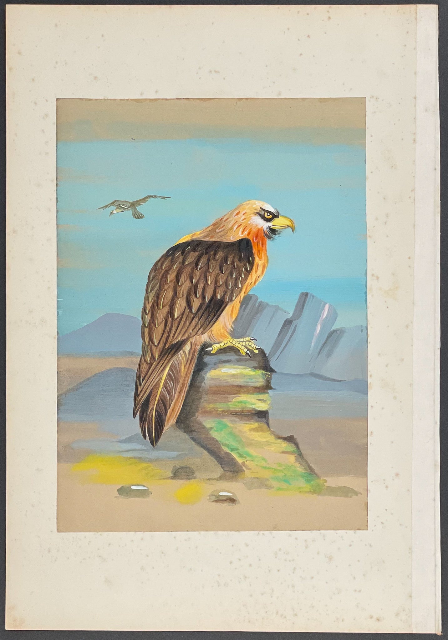 Bearded Vulture