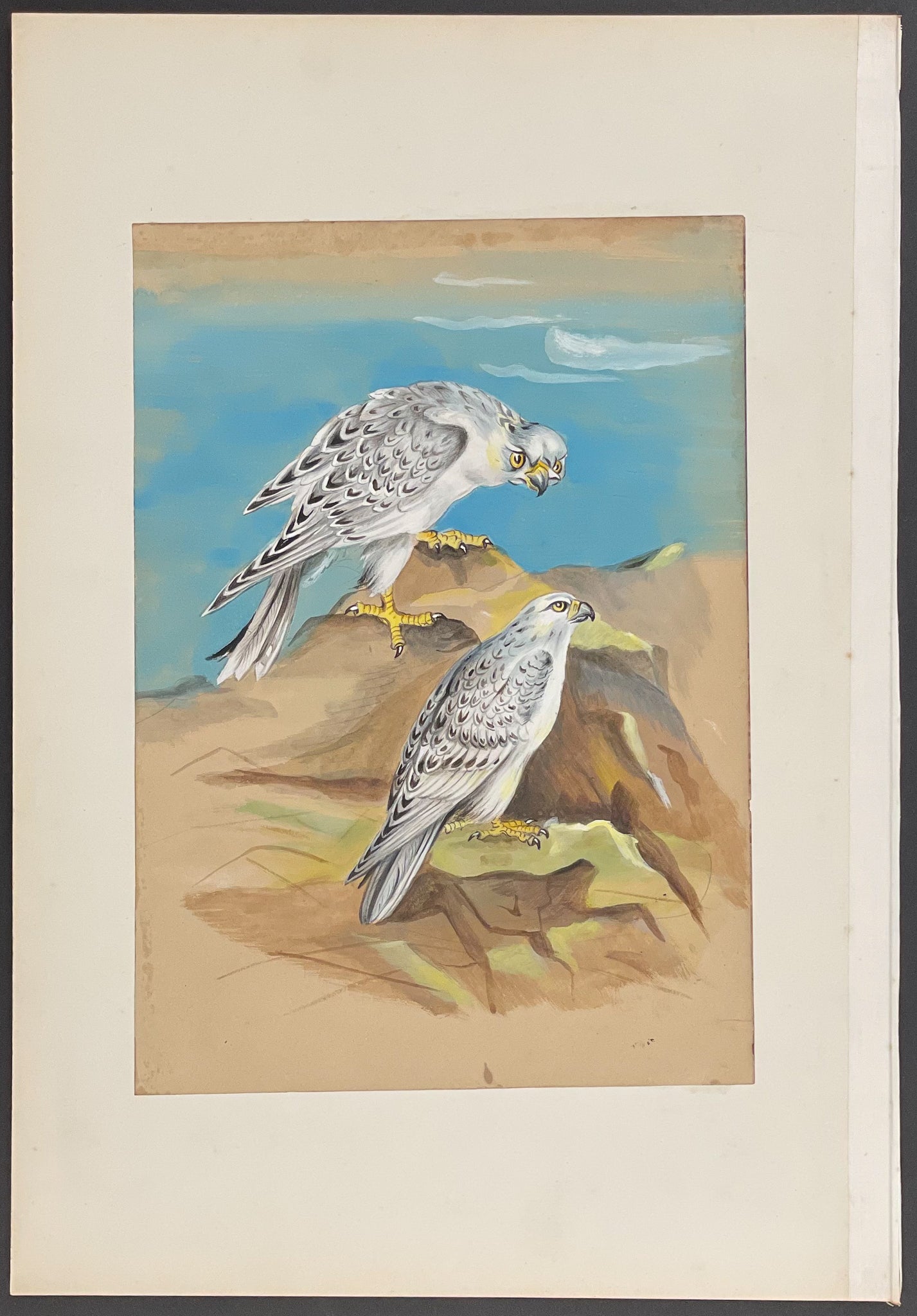 Greenland Falcon