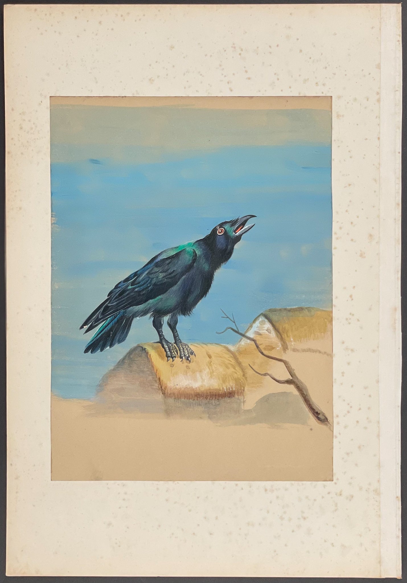Raven