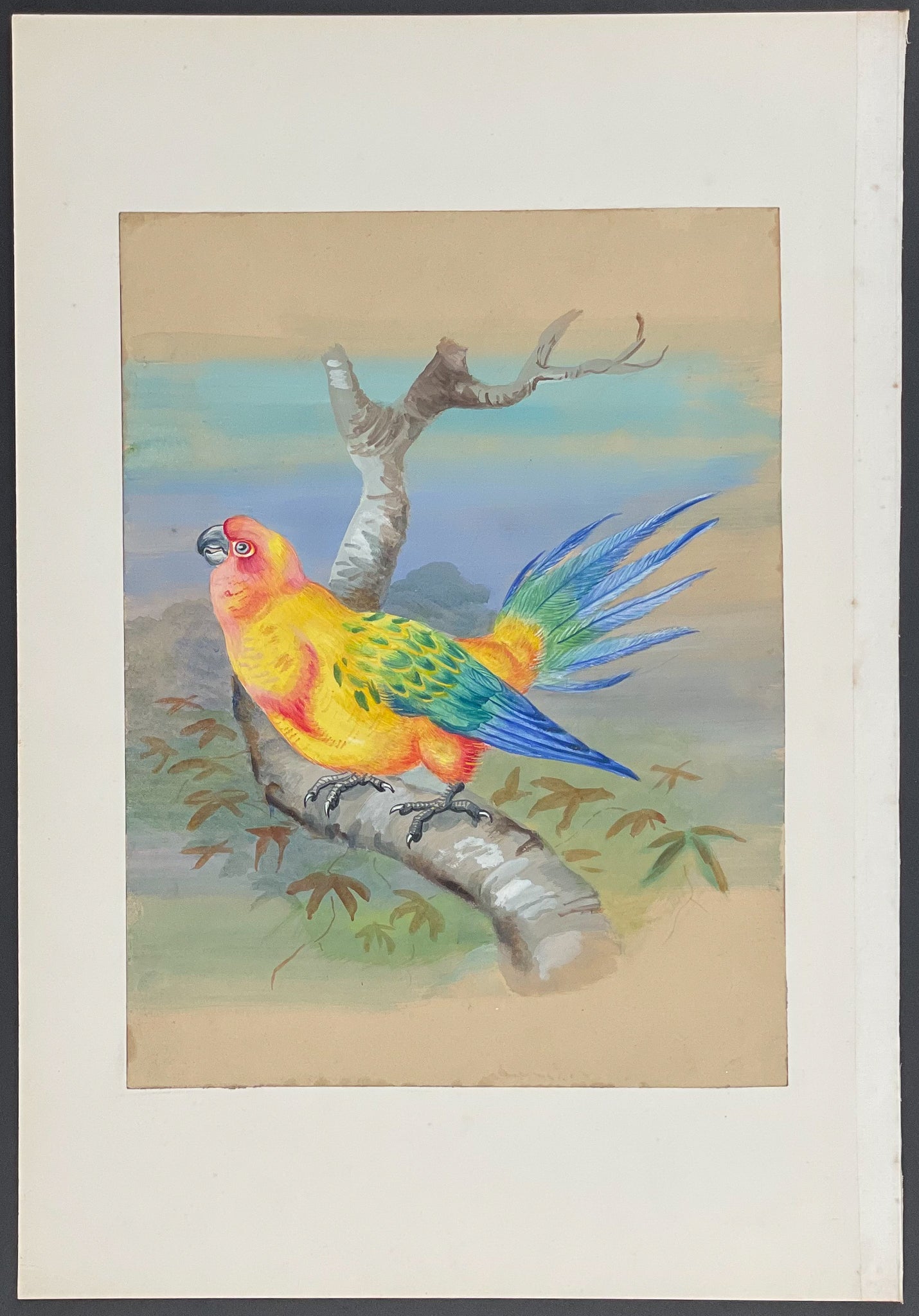 Yellow-headed Conure (Parrot)