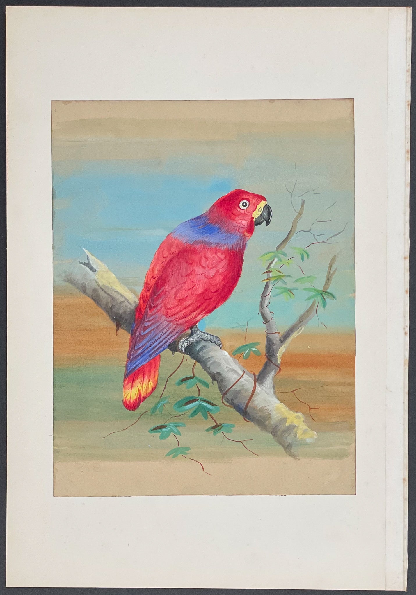 Papuan Lory