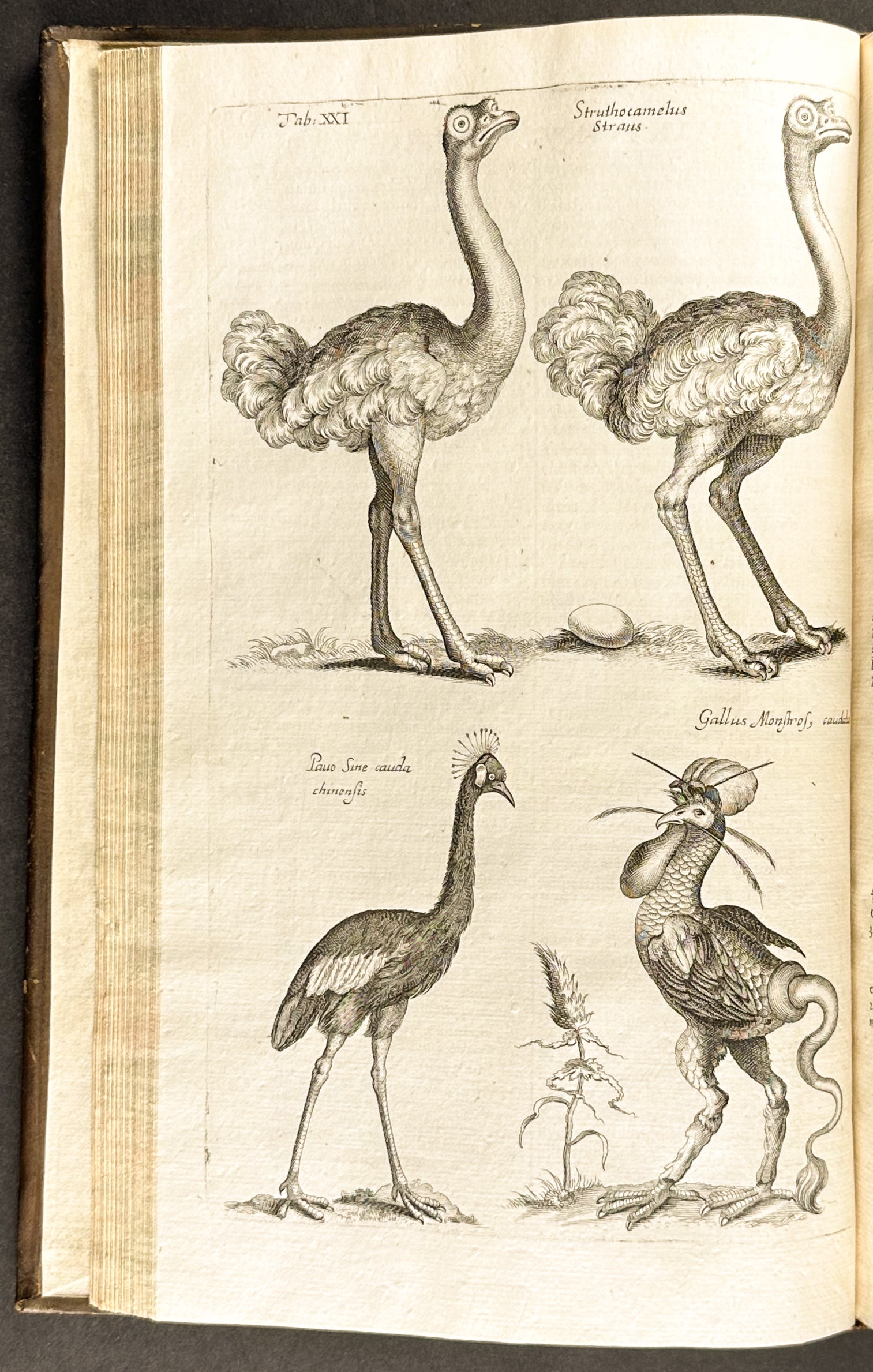 Historiae Naturalis de Quadrupedibus [A Natural History of Quadrupeds]