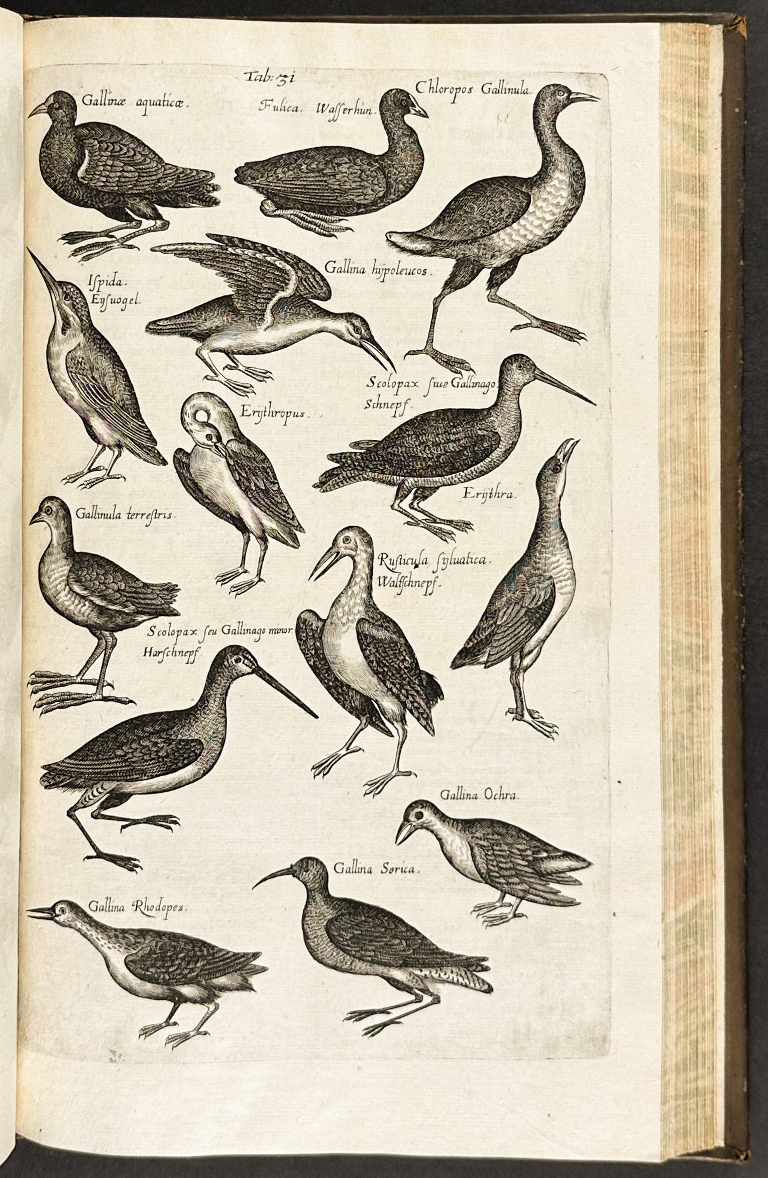 Historiae Naturalis de Quadrupedibus [A Natural History of Quadrupeds]