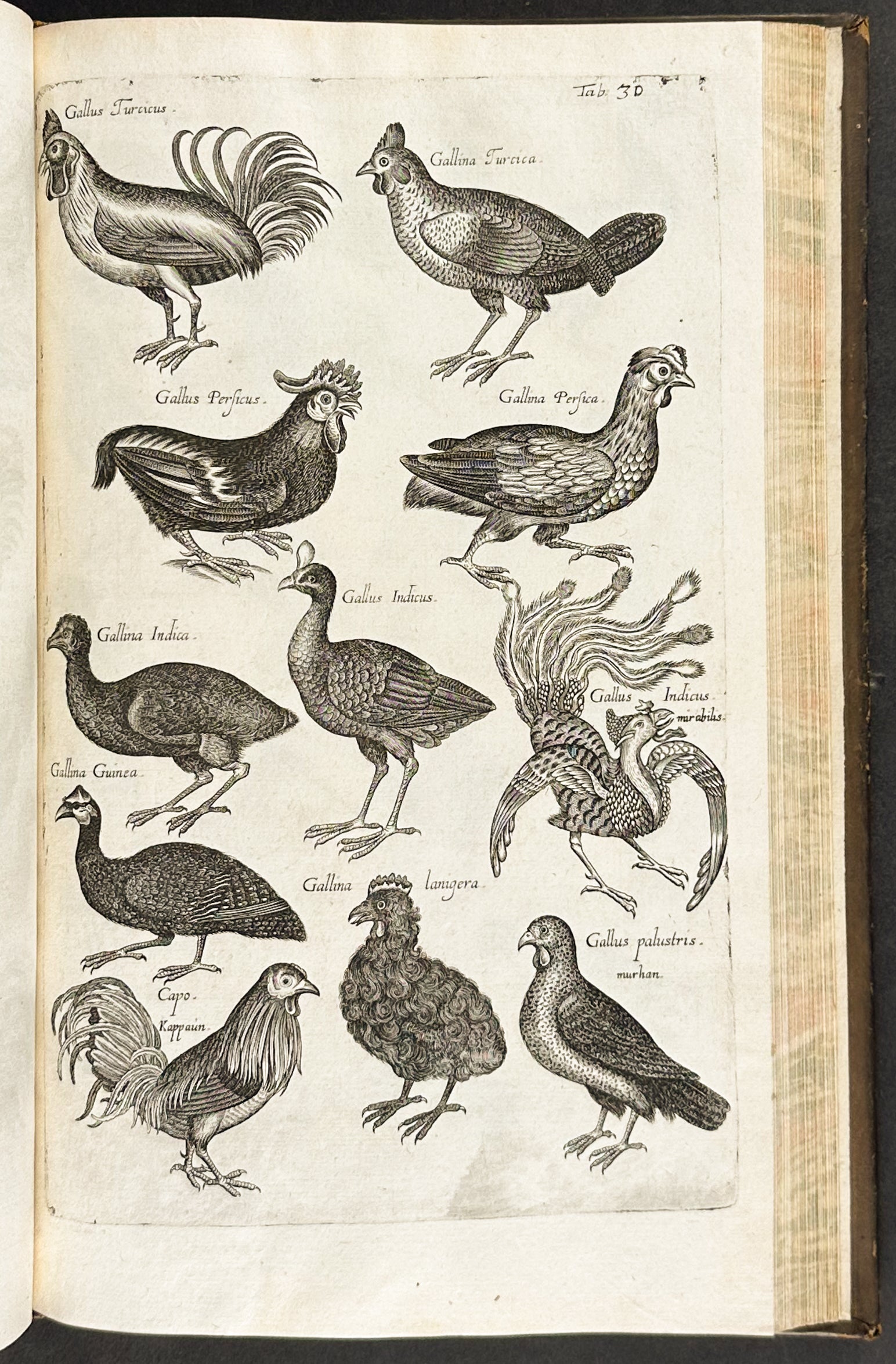 Historiae Naturalis de Quadrupedibus [A Natural History of Quadrupeds]