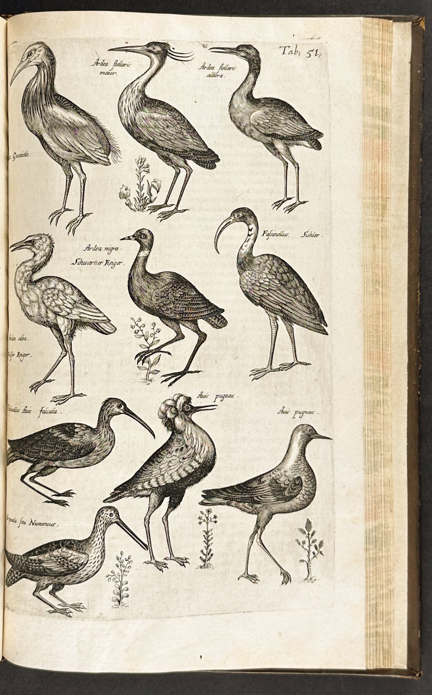 Historiae Naturalis de Quadrupedibus [A Natural History of Quadrupeds]