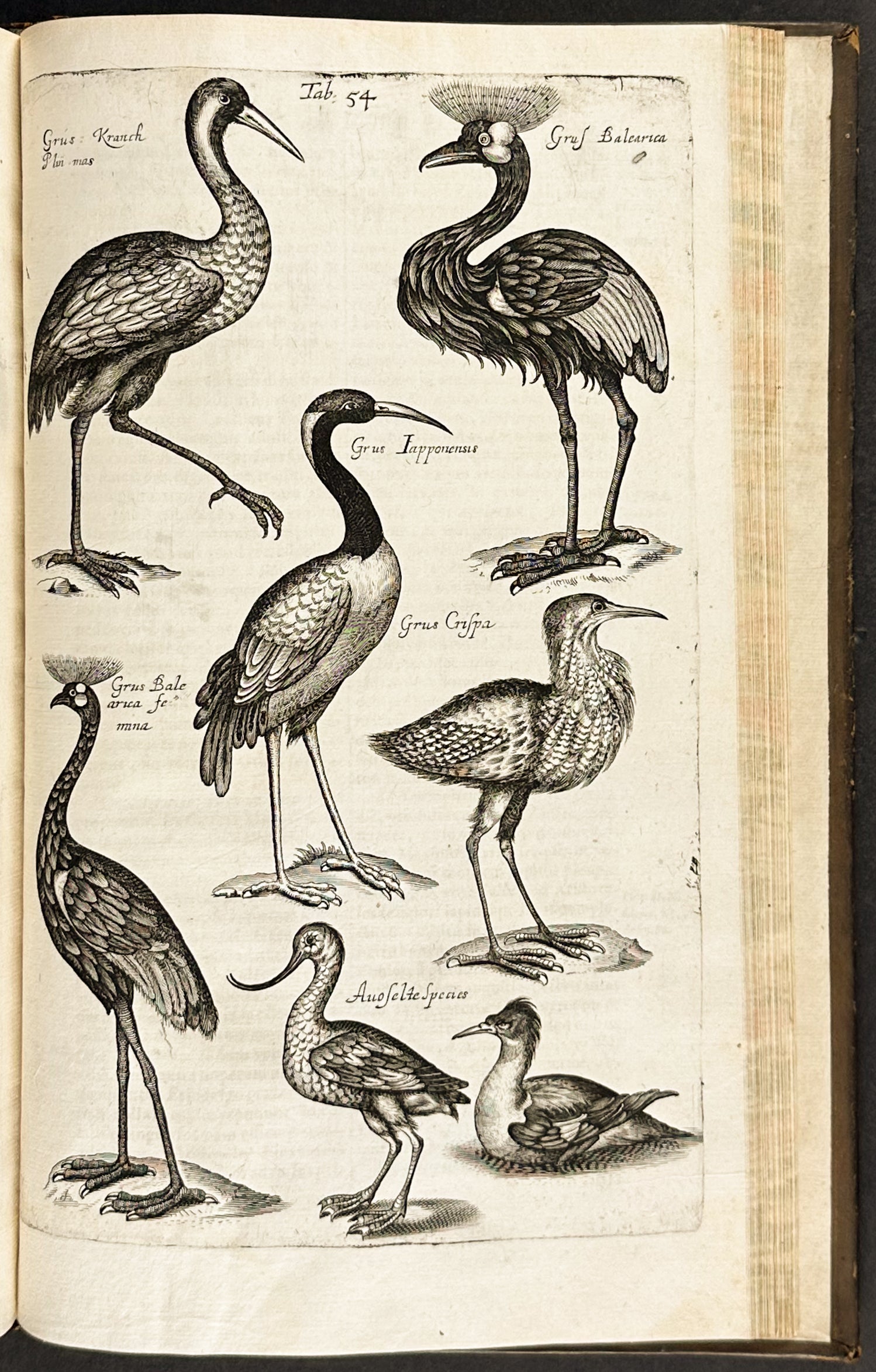 Historiae Naturalis de Quadrupedibus [A Natural History of Quadrupeds]