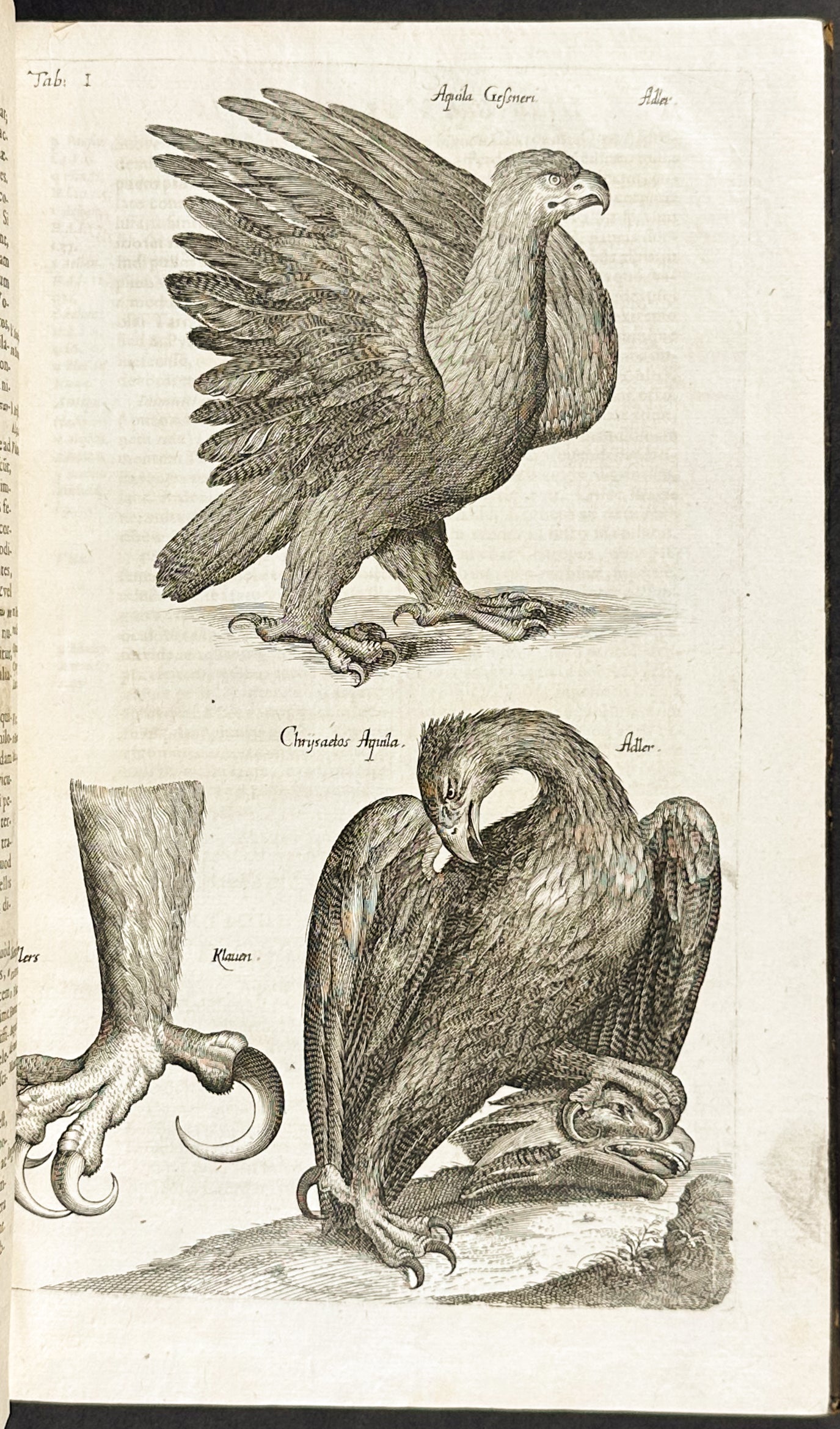 Historiae Naturalis de Quadrupedibus [A Natural History of Quadrupeds]