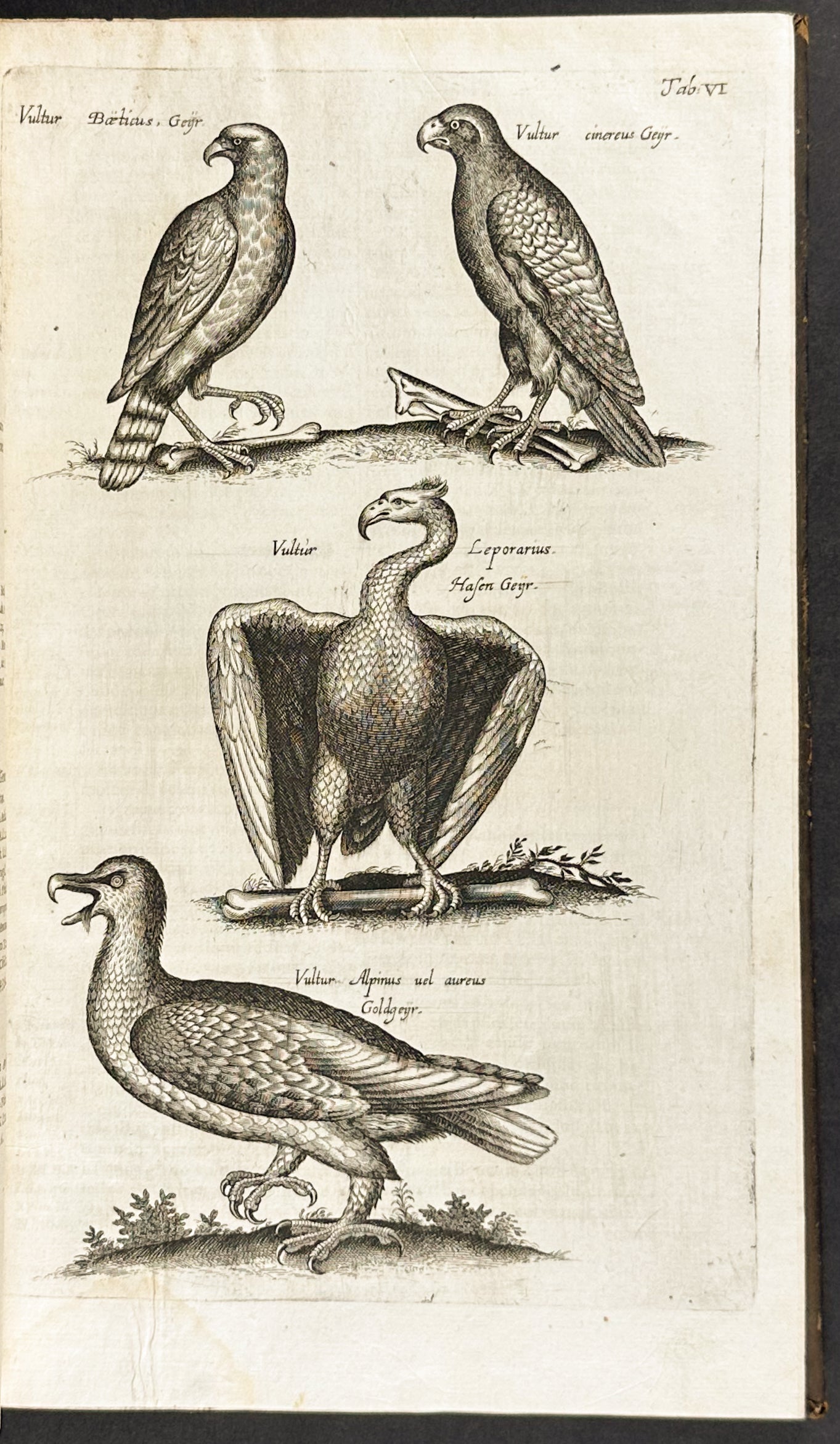 Historiae Naturalis de Quadrupedibus [A Natural History of Quadrupeds]
