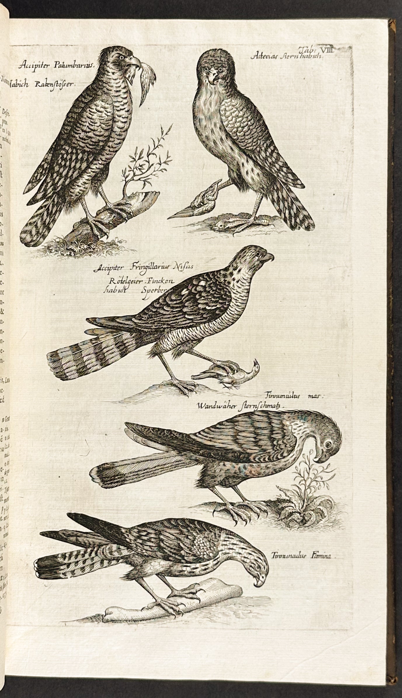 Historiae Naturalis de Quadrupedibus [A Natural History of Quadrupeds]