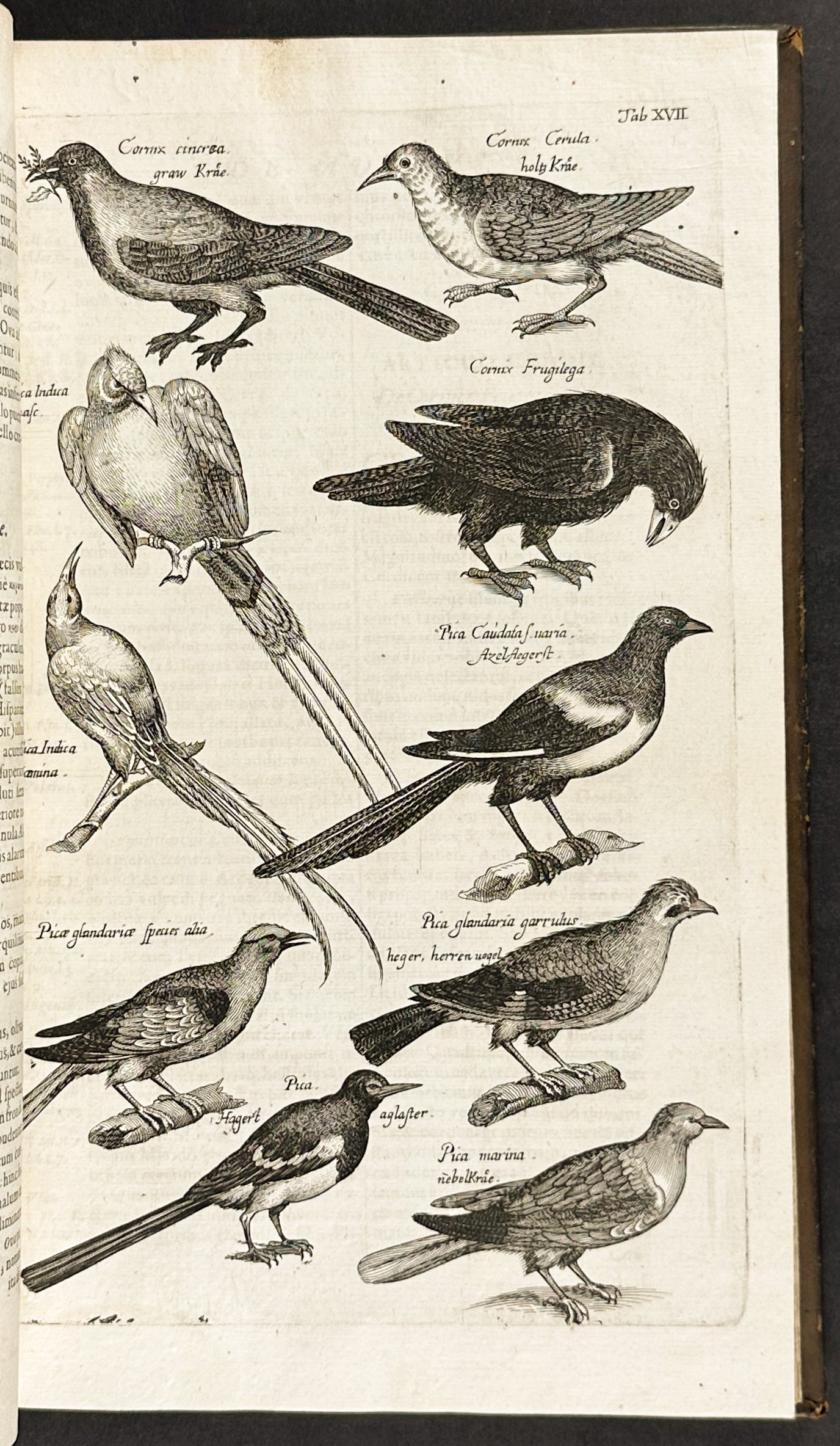 Historiae Naturalis de Quadrupedibus [A Natural History of Quadrupeds]