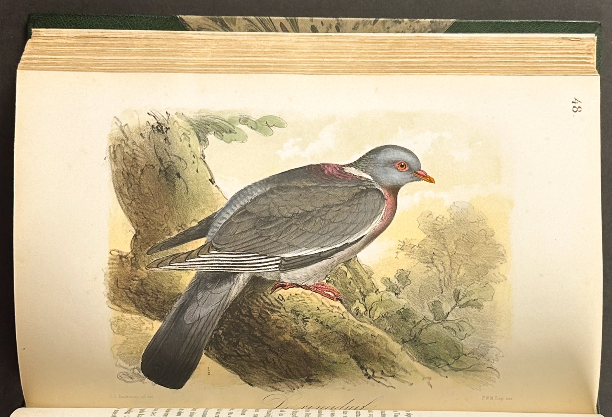 Eleven Birds in House and Garden