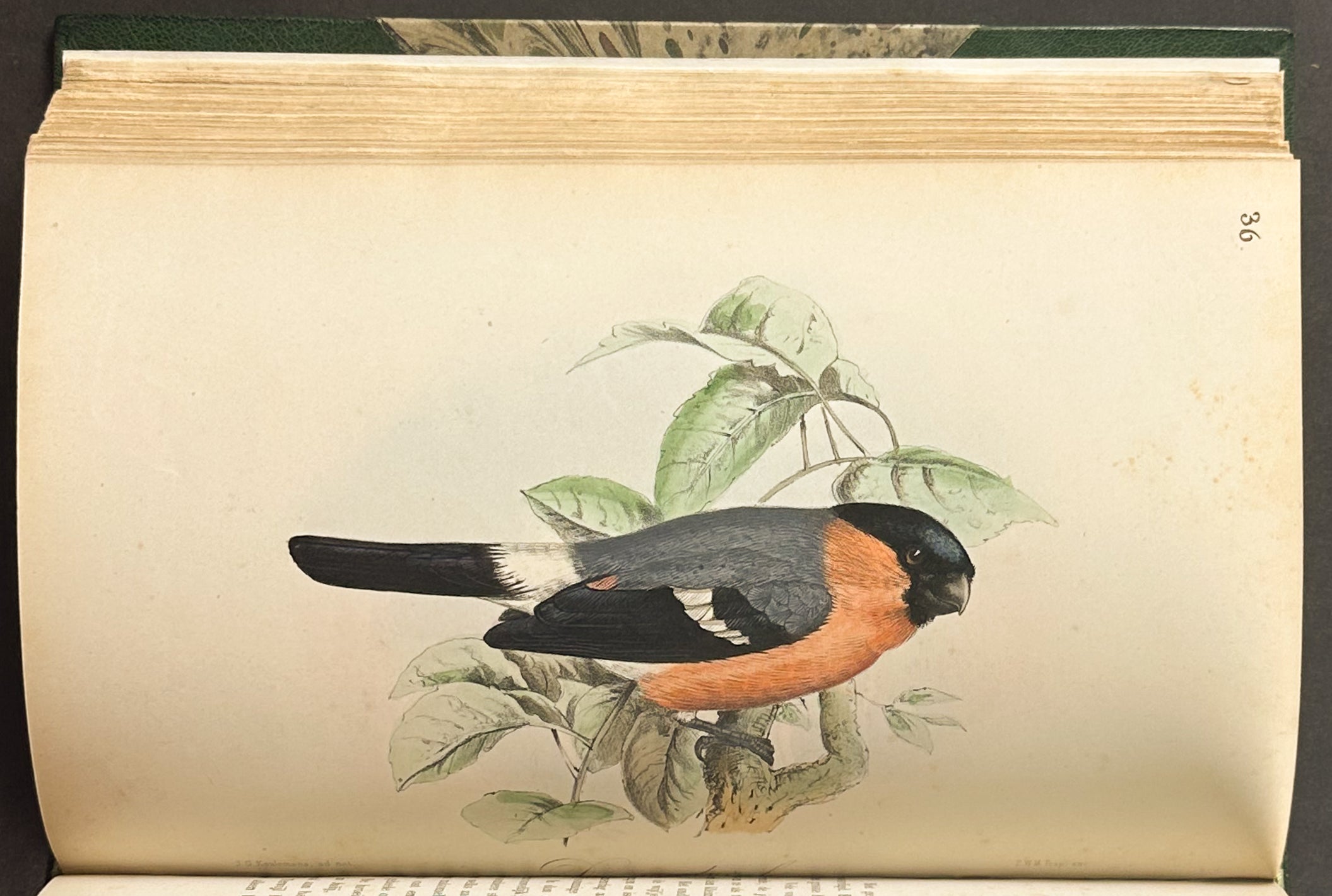 Eleven Birds in House and Garden
