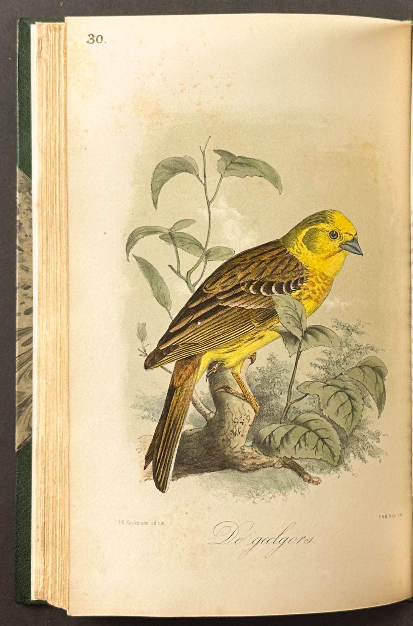 Eleven Birds in House and Garden