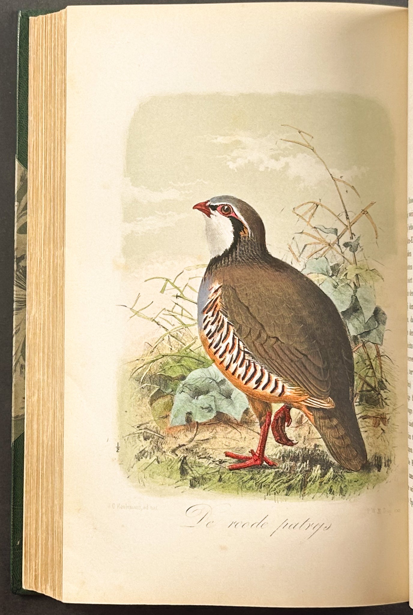 Eleven Birds in House and Garden