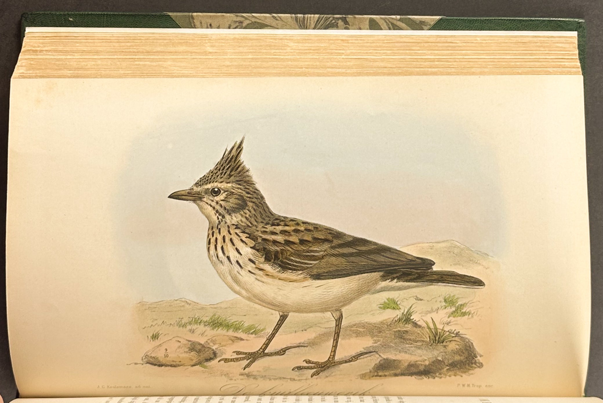 Eleven Birds in House and Garden