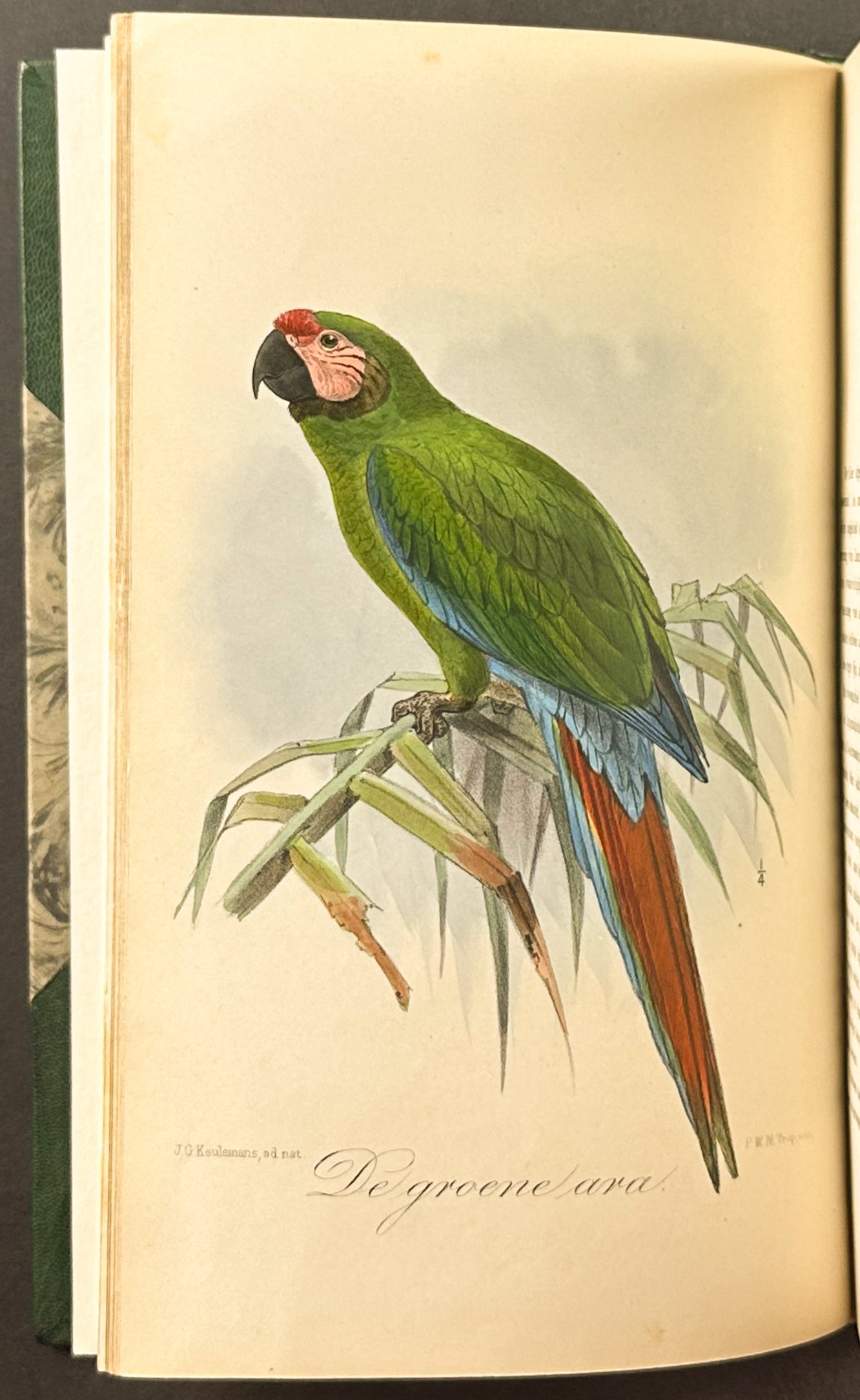 Eleven Birds in House and Garden