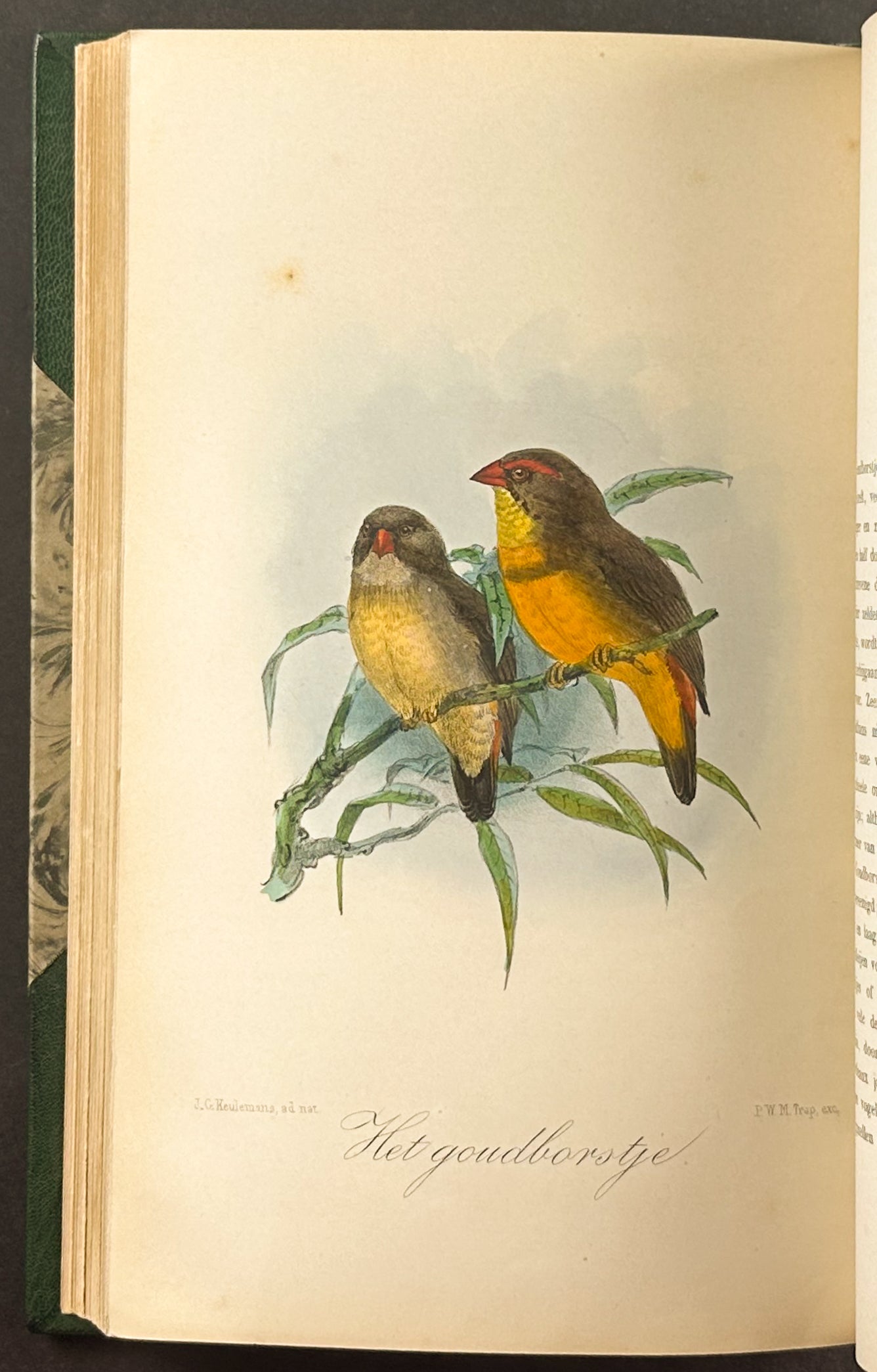 Eleven Birds in House and Garden