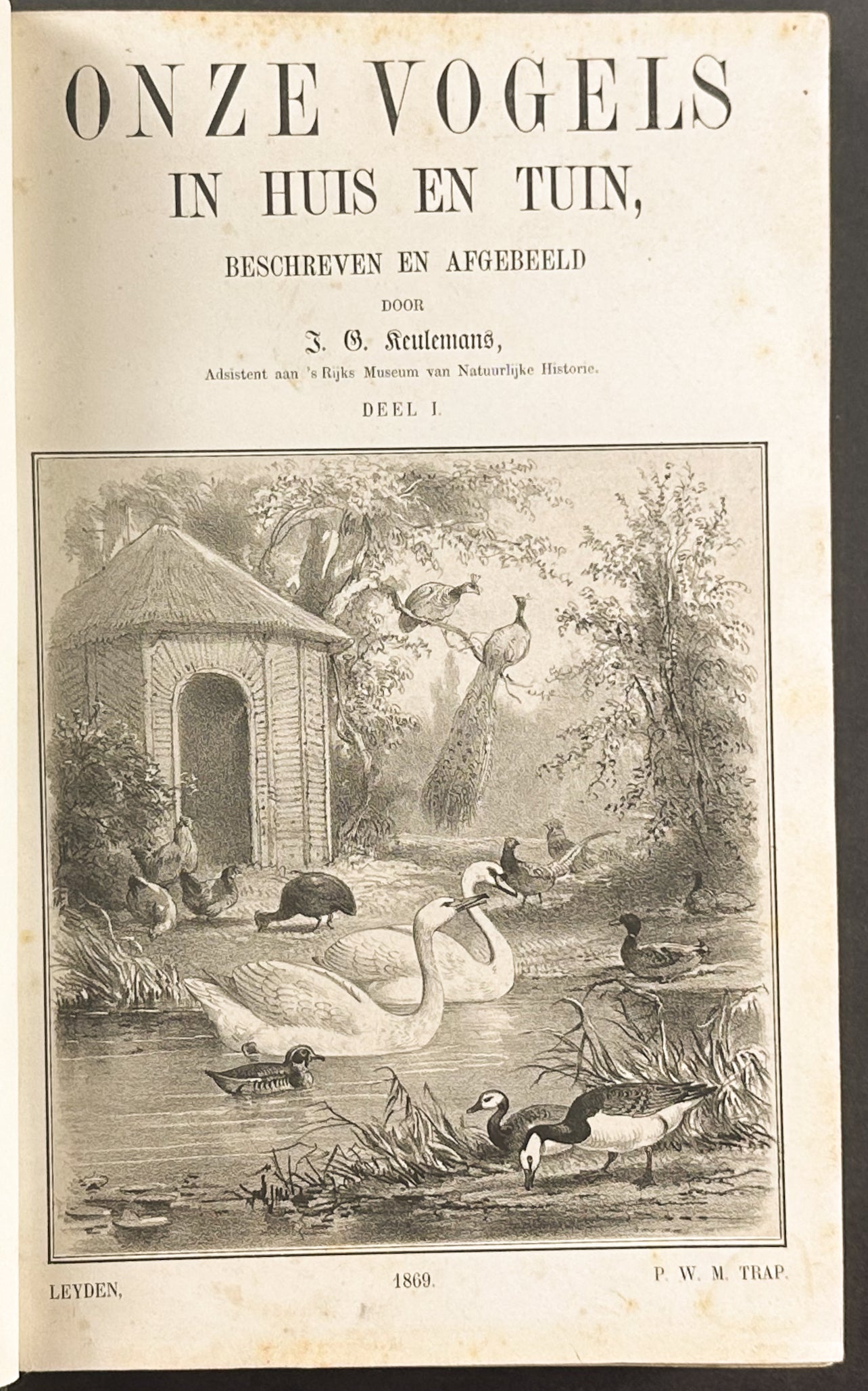 Eleven Birds in House and Garden