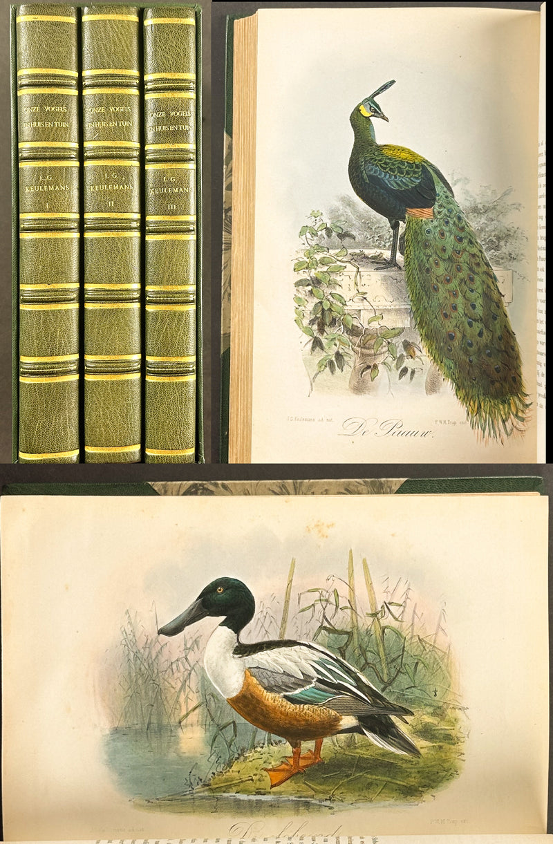 Eleven Birds in House and Garden