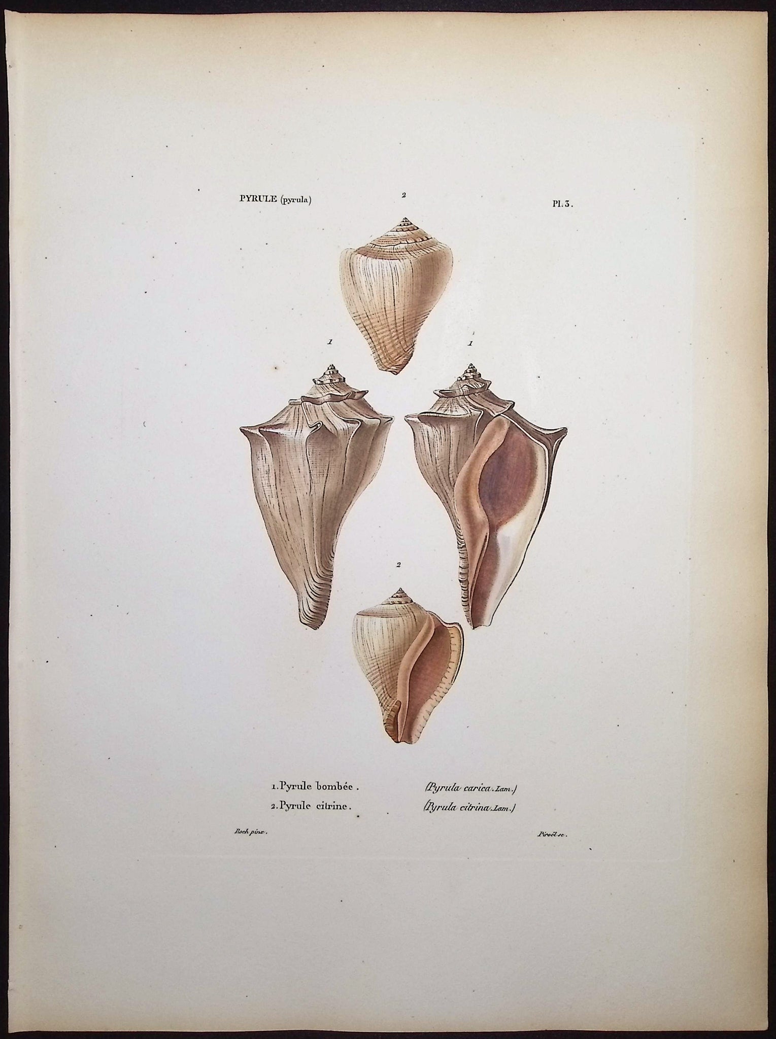 Shells