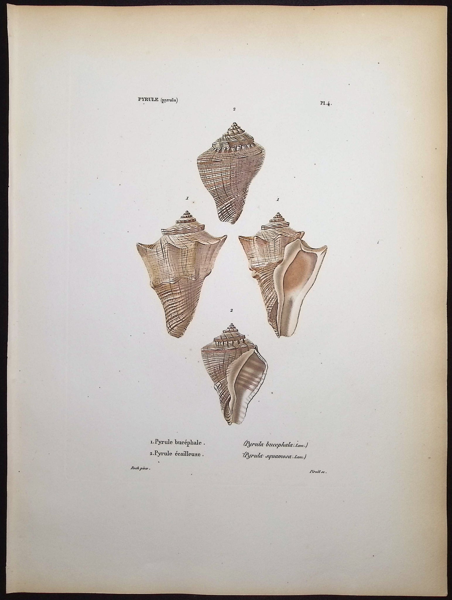Shells