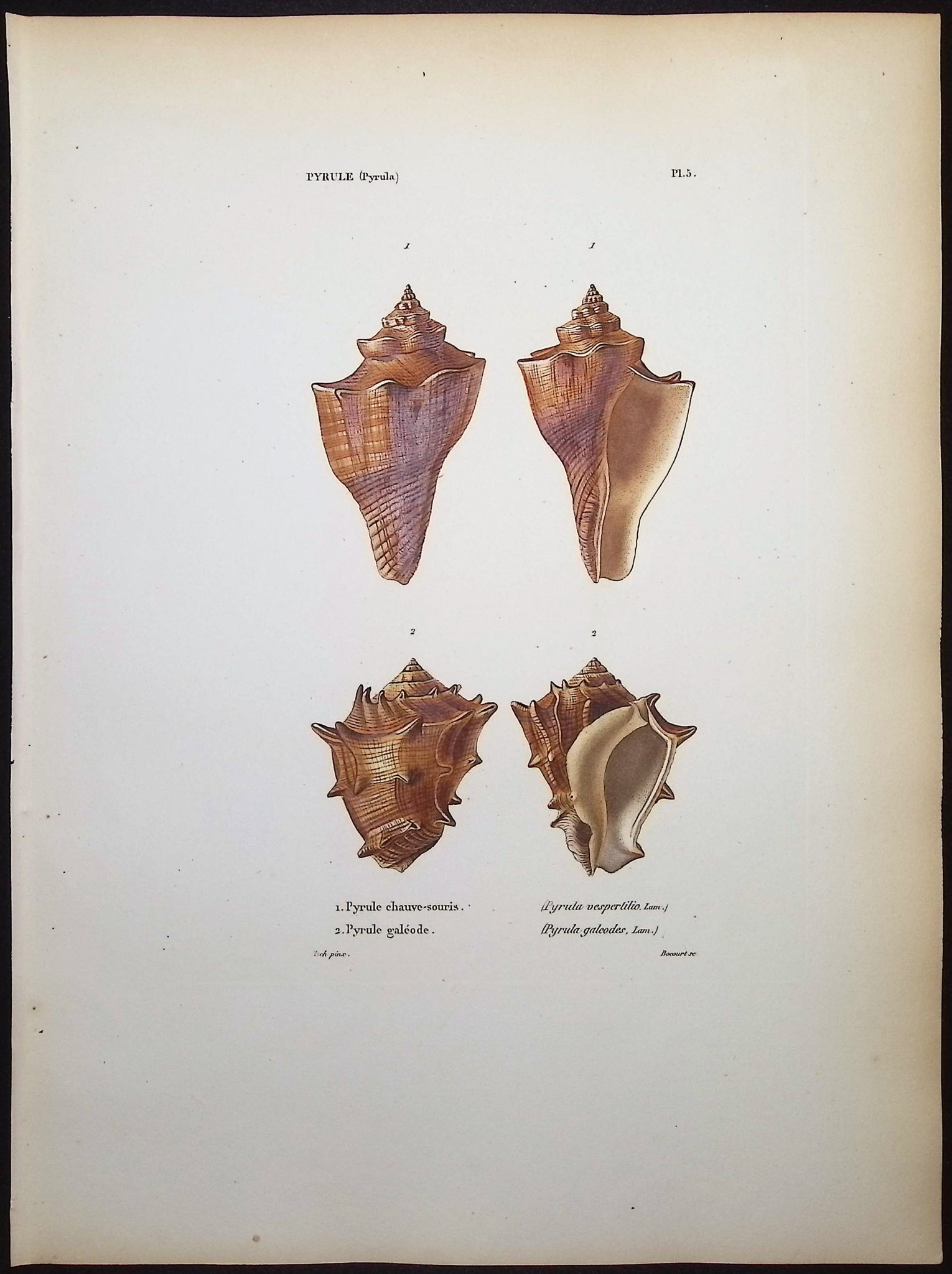 Shells