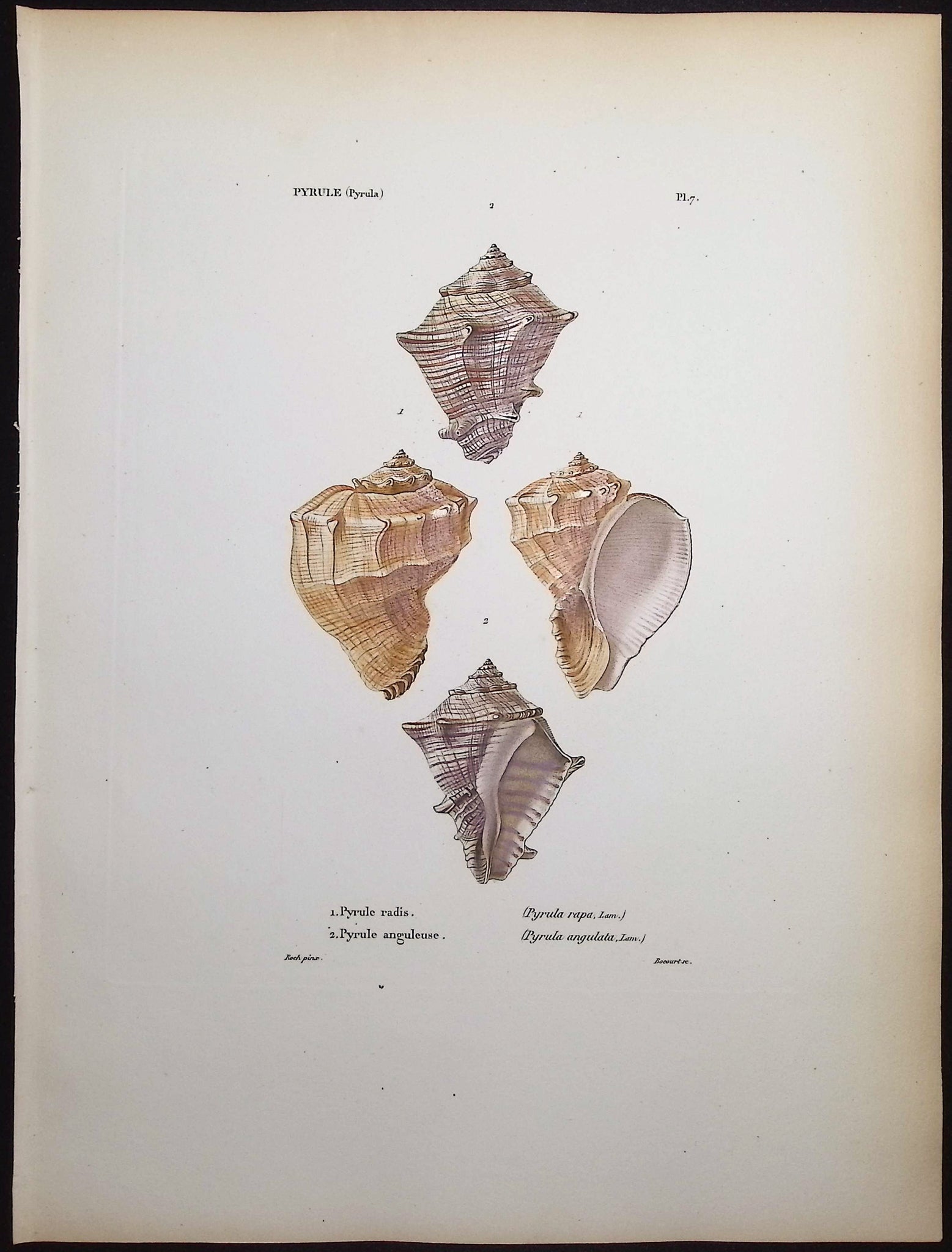 Shells